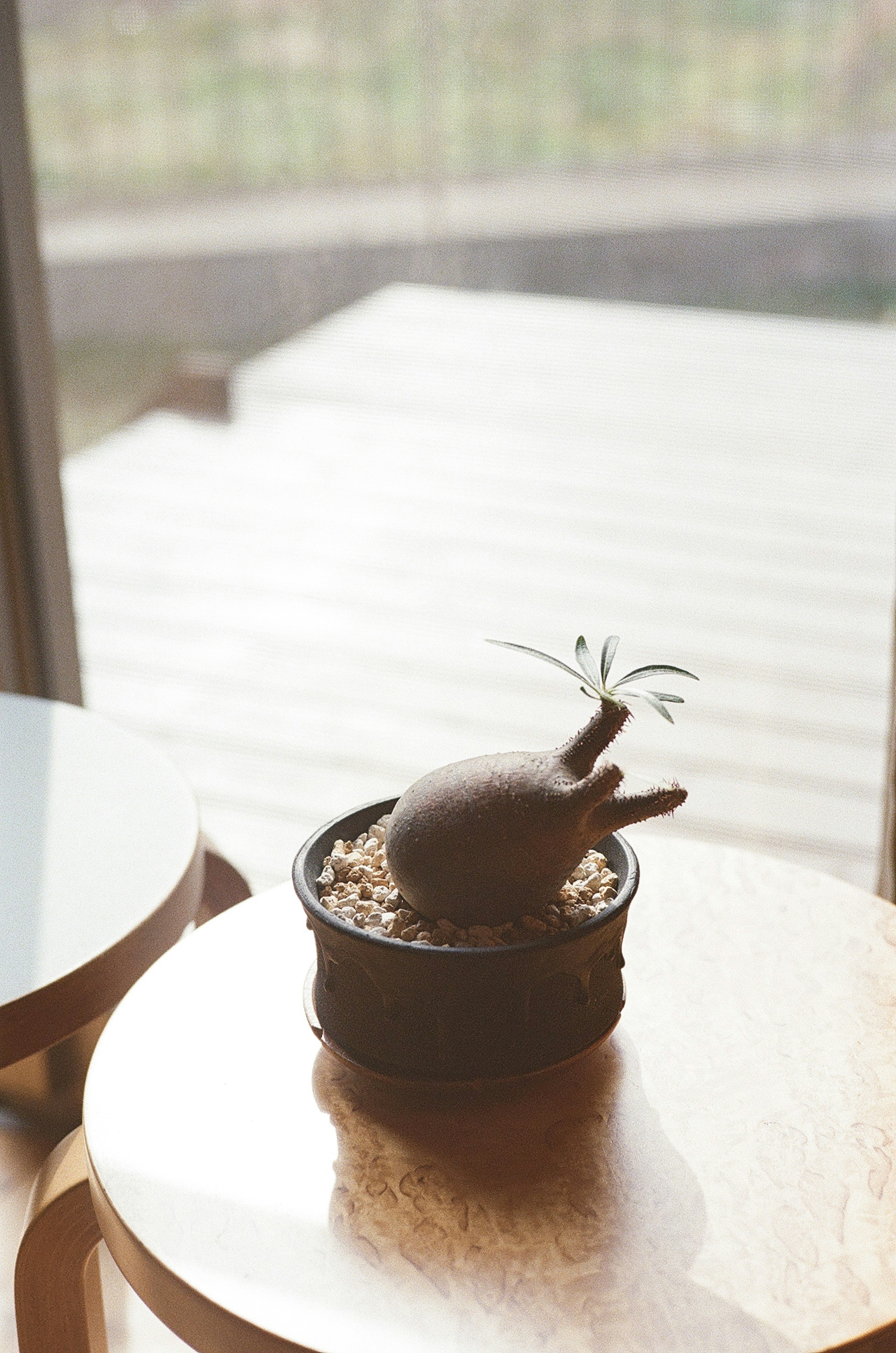 A unique-shaped plant in a small pot on a wooden table