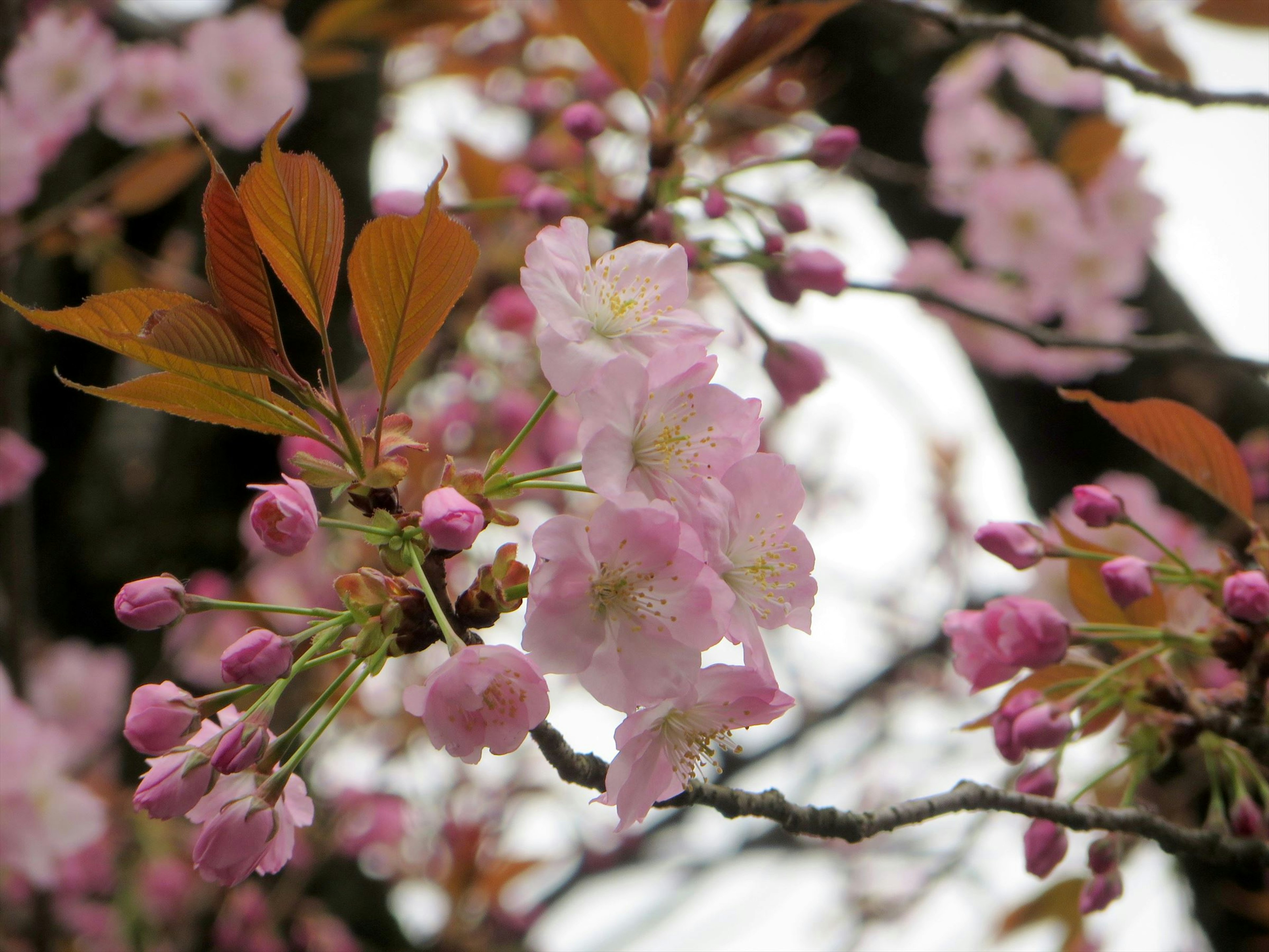 Flores de cerezo y botones en las ramas