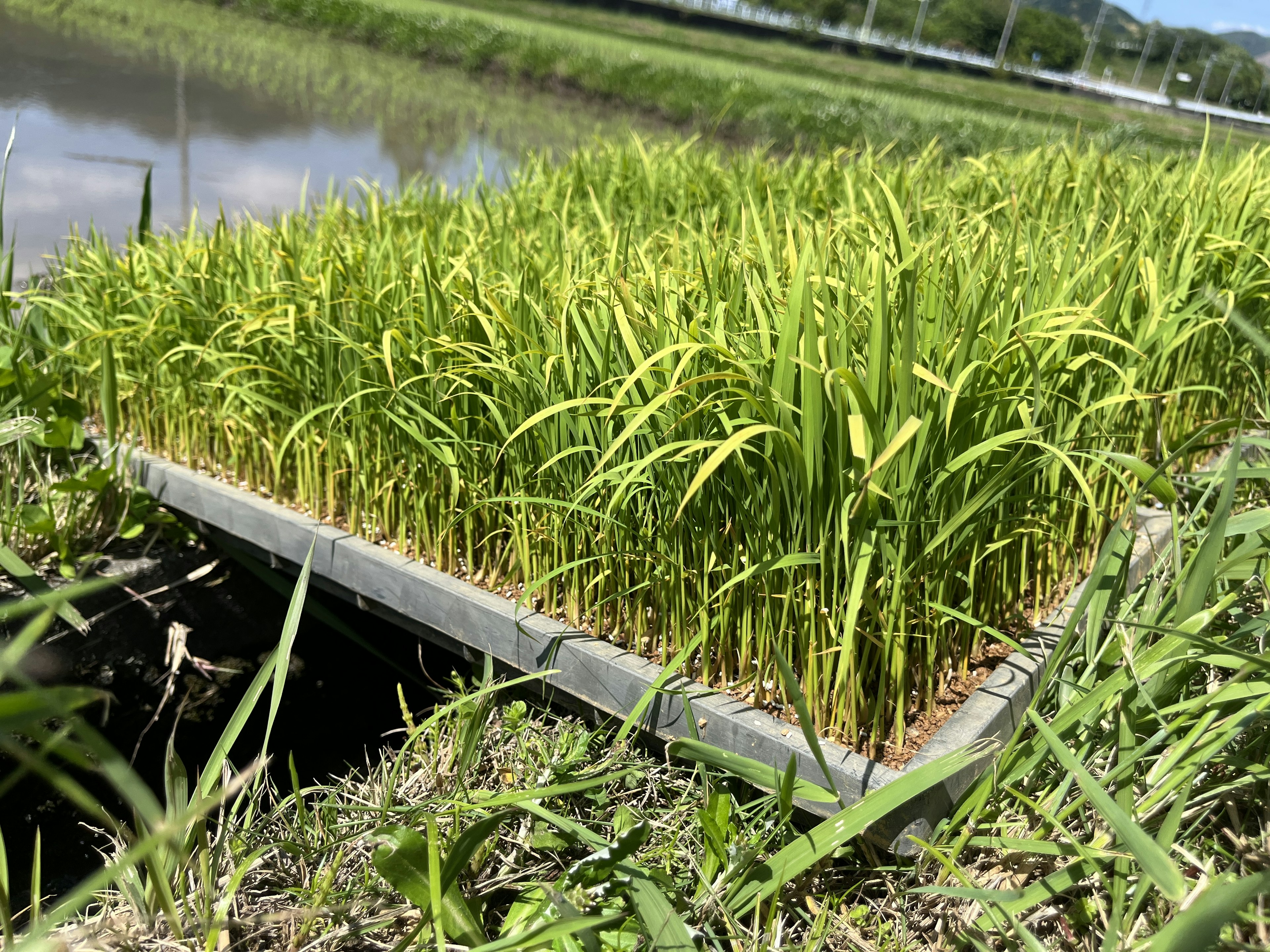 Plántulas de arroz creciendo en un campo de arroz