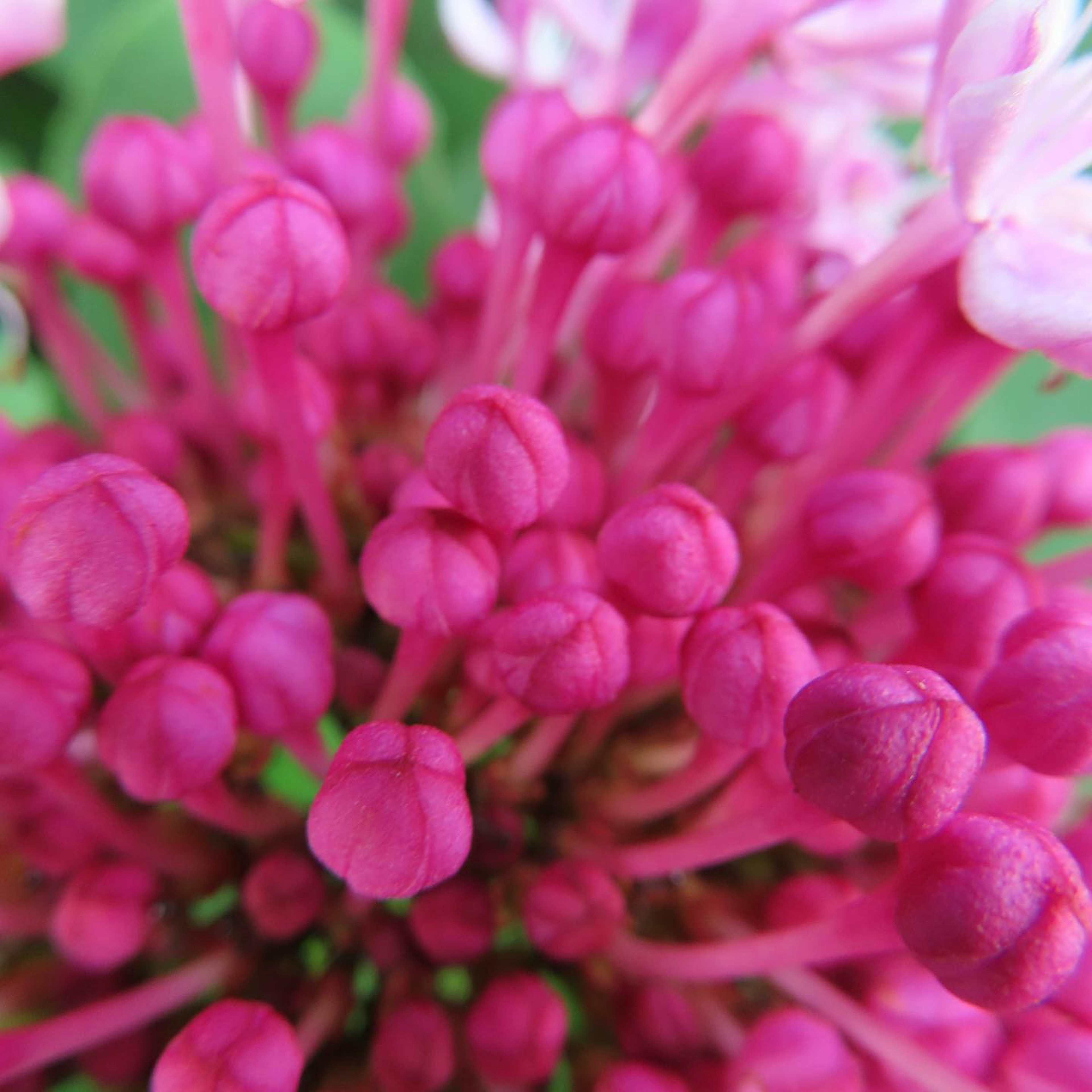 Cluster of vibrant pink flower buds