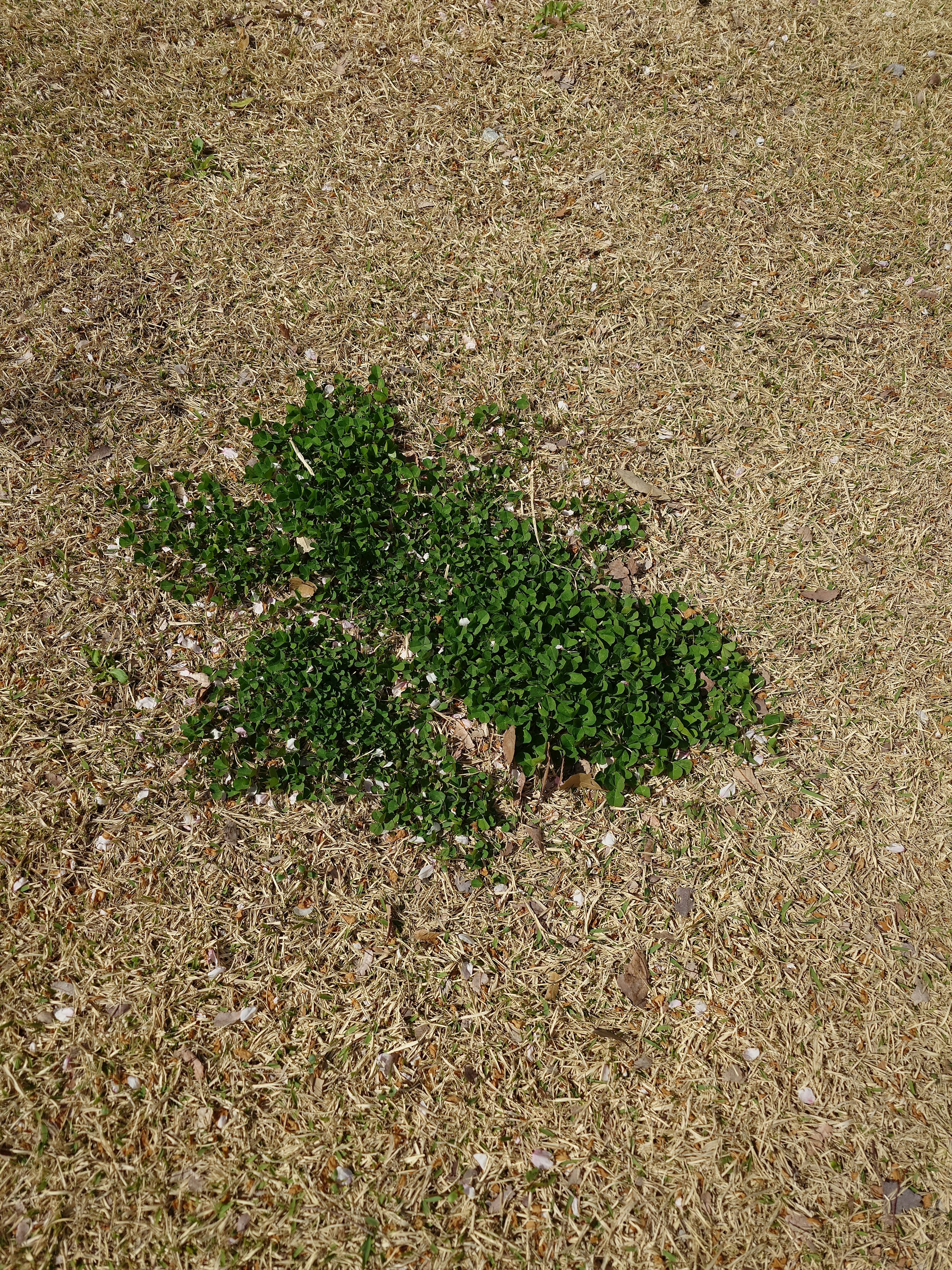 Gruppe grüner Pflanzen auf trockenem Gras