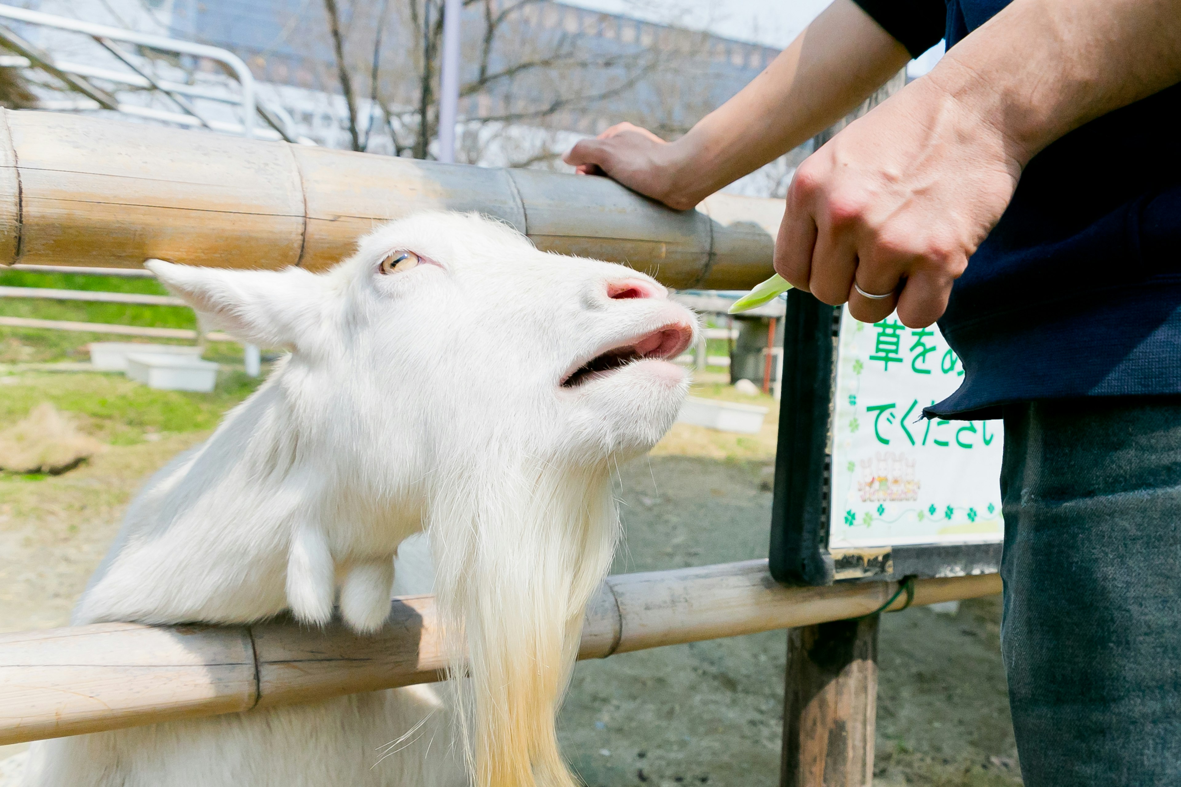 A white goat receiving food from a person's hand