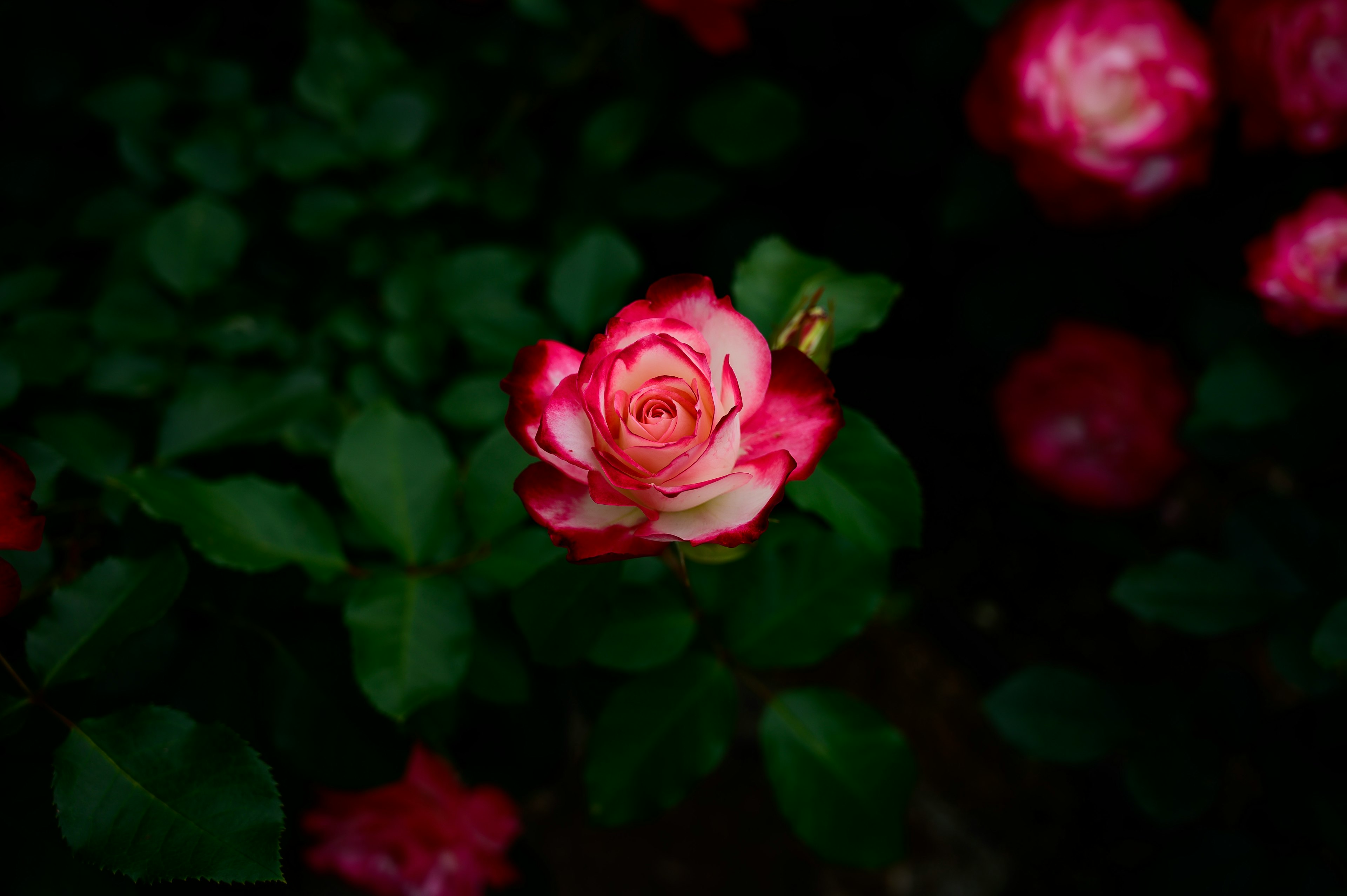 鮮やかなピンクと白のバラの花が緑の葉に囲まれている