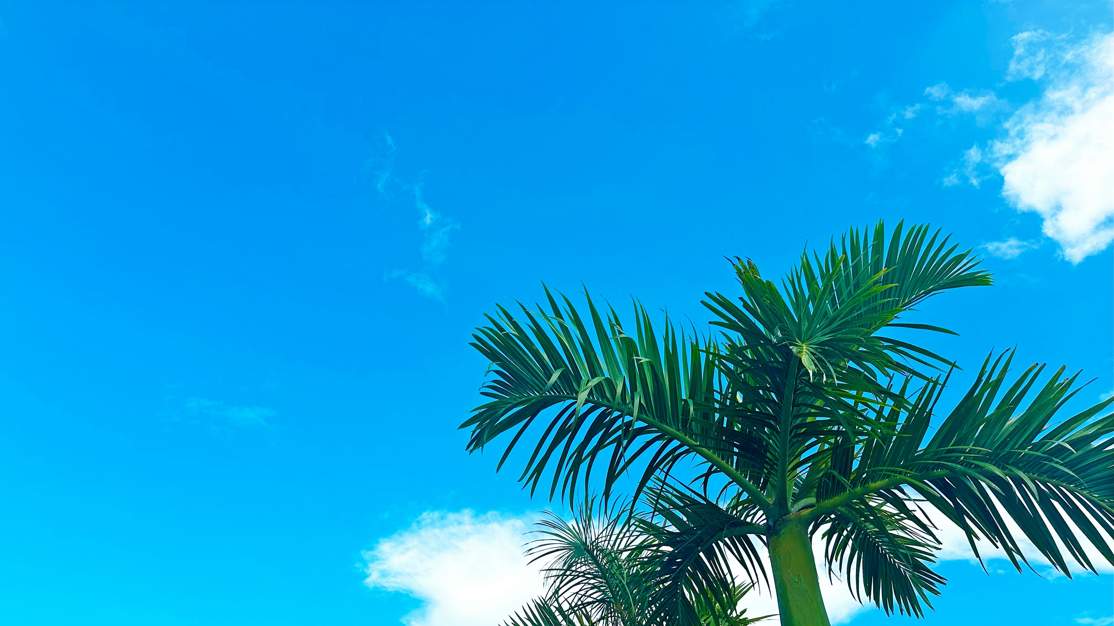 Green palm trees under a bright blue sky with white clouds