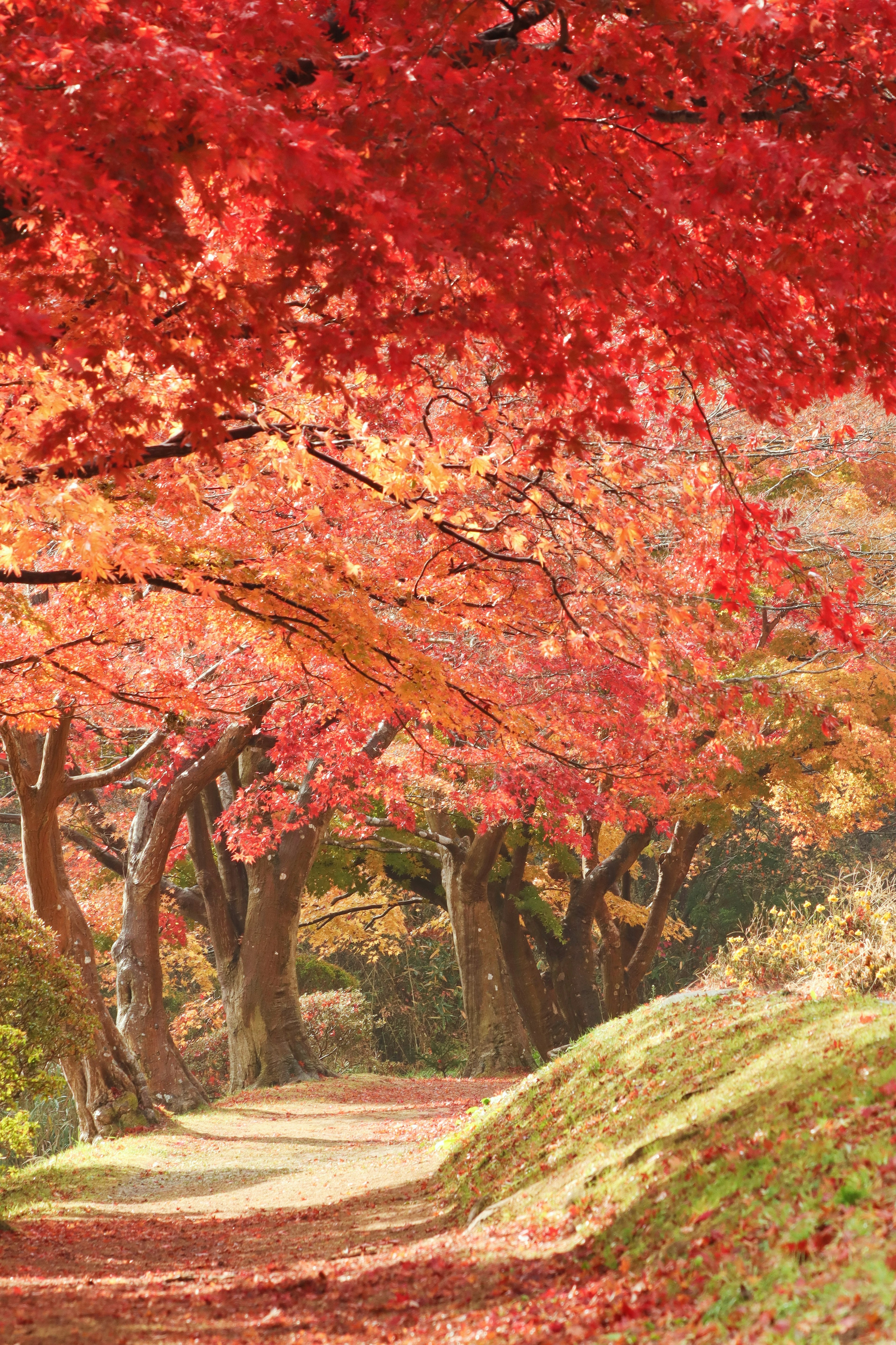 Pathway surrounded by vibrant autumn foliage and trees