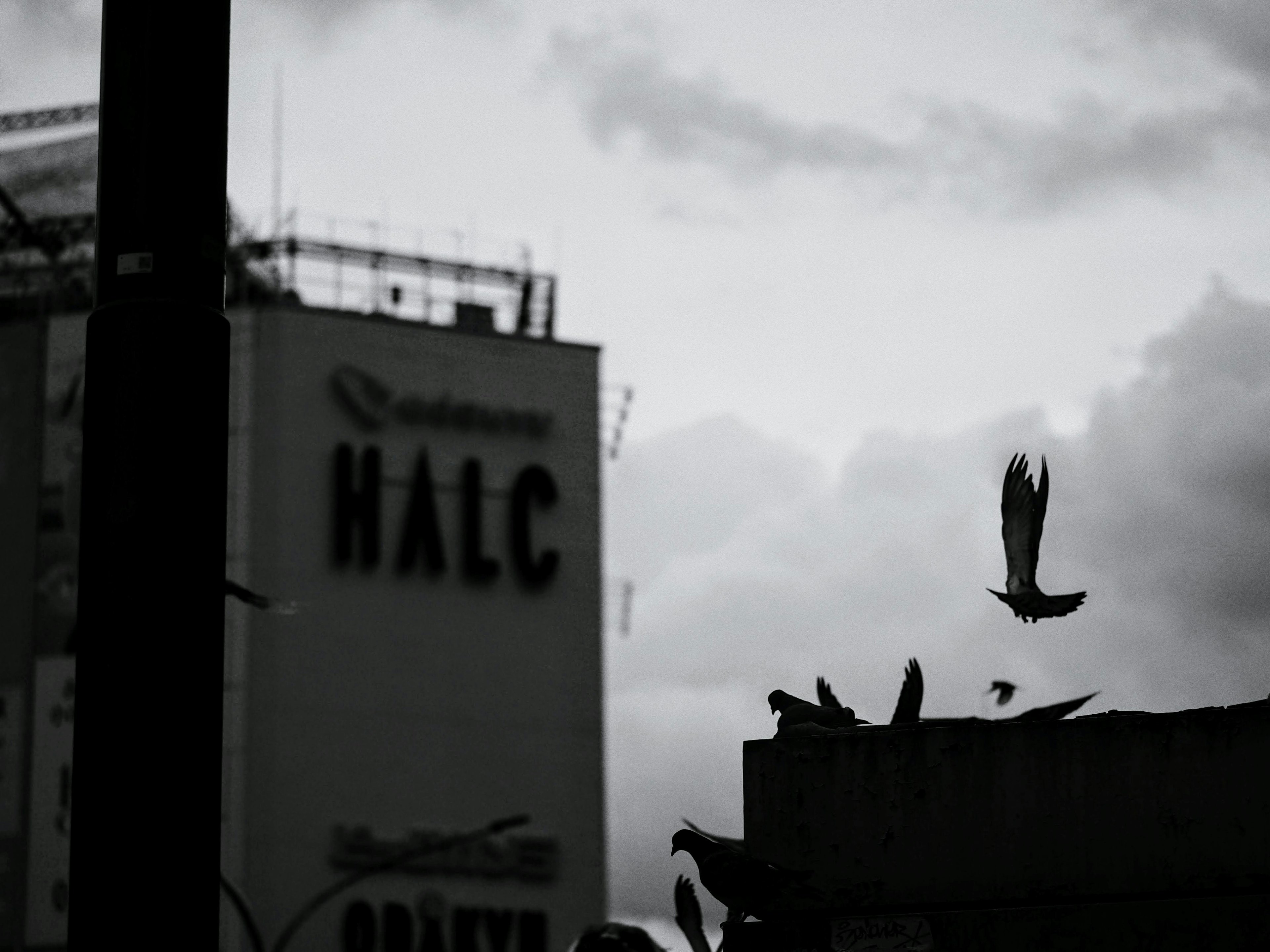 黒い雲の下にいる鳥たちとHALCの看板が見える風景