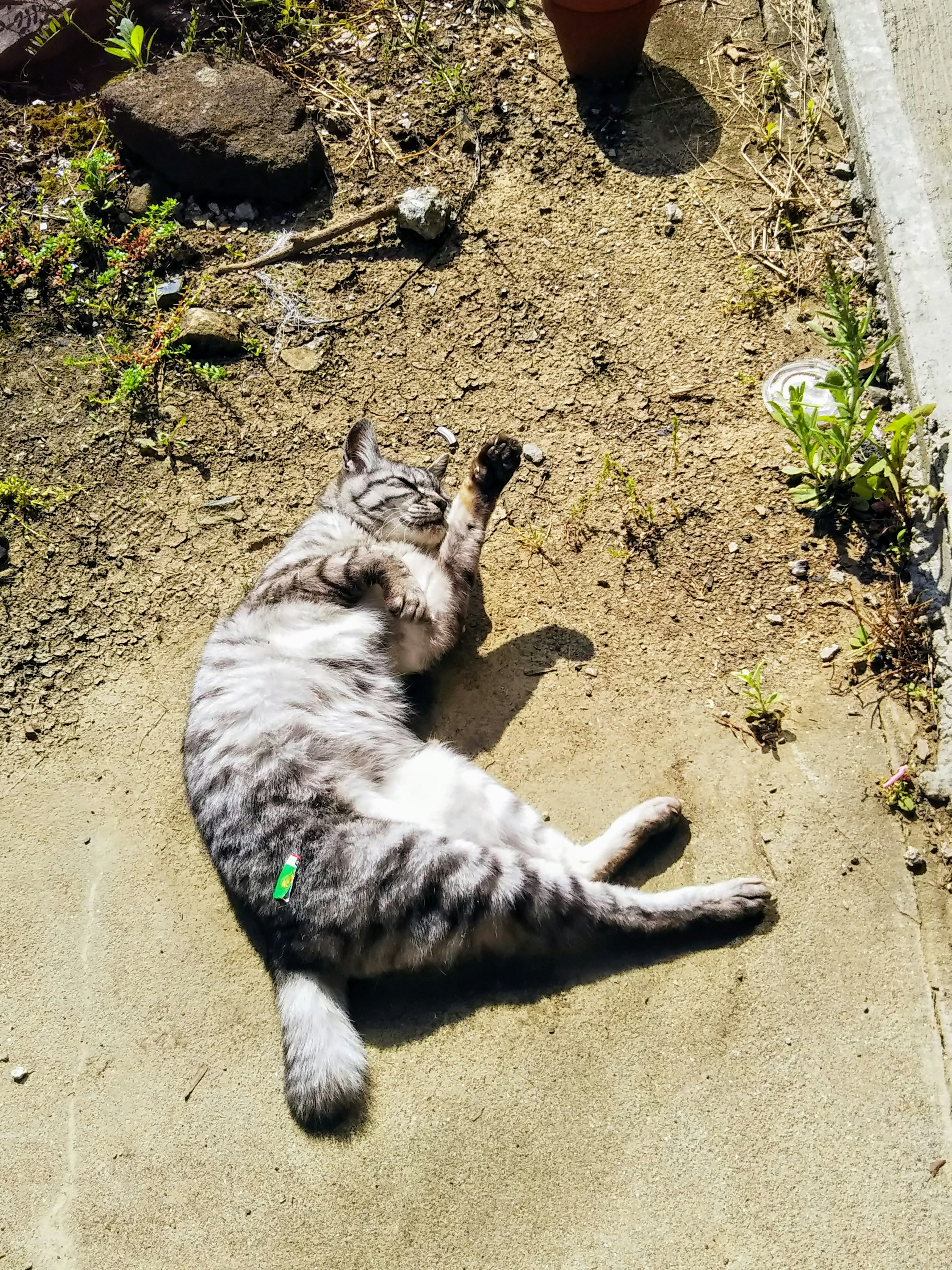 Kucing belang abu-abu yang terbaring di bawah sinar matahari