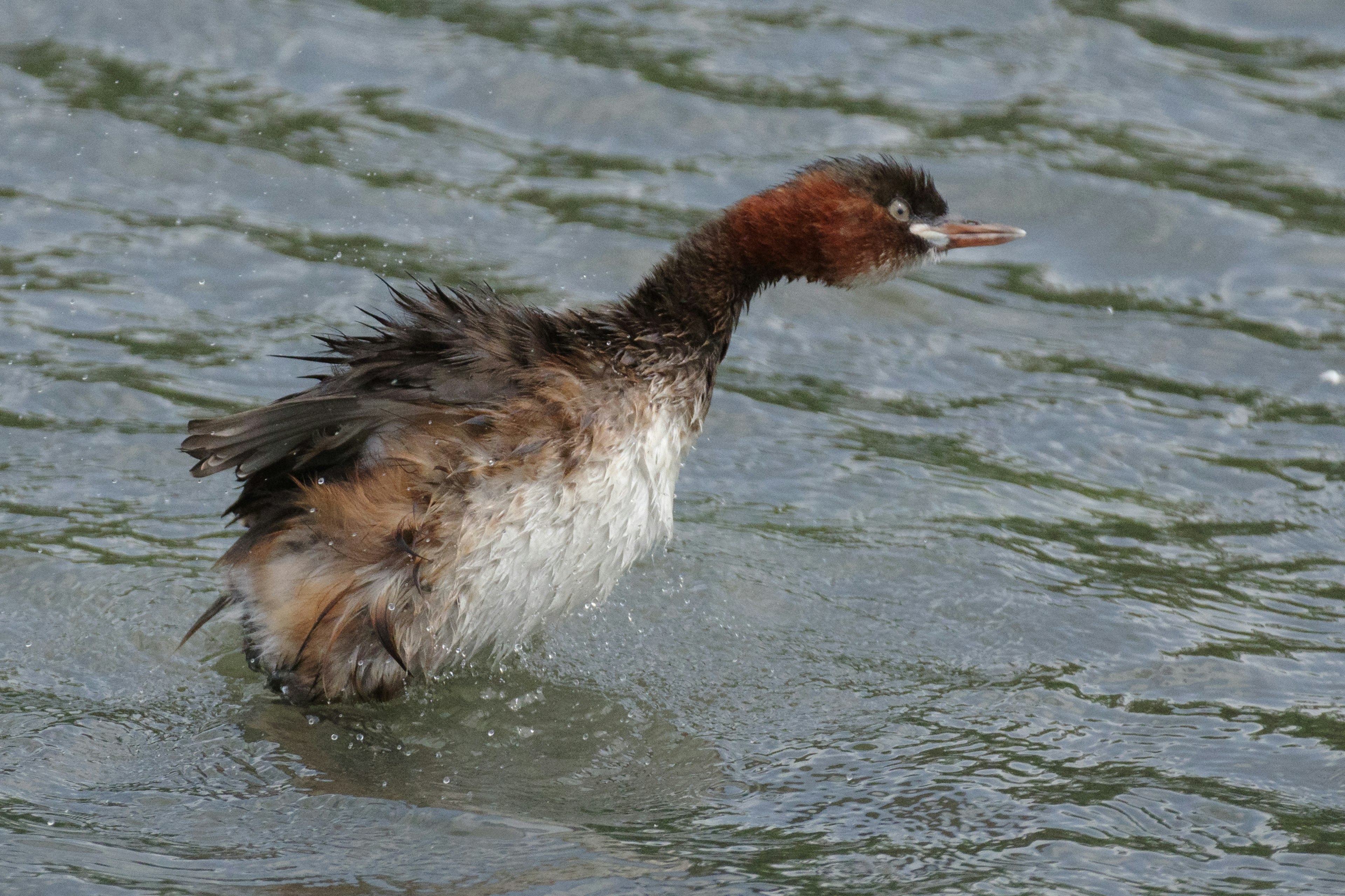 Seekor grebe muda berenang di permukaan air