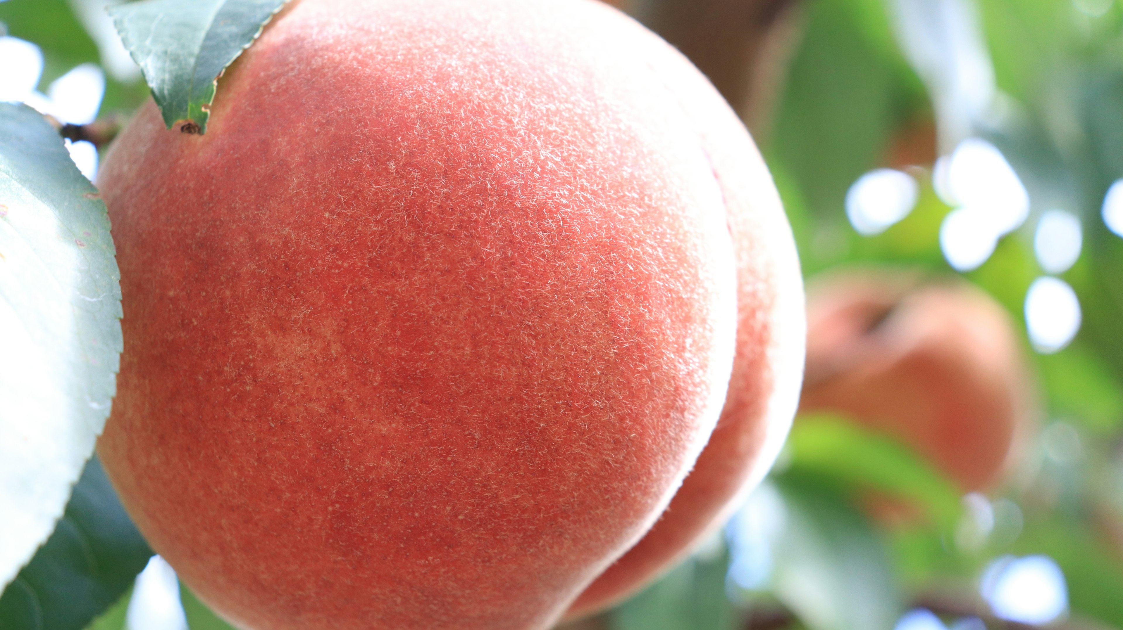 Eine schöne Pfirsichfrucht hängt zwischen grünen Blättern