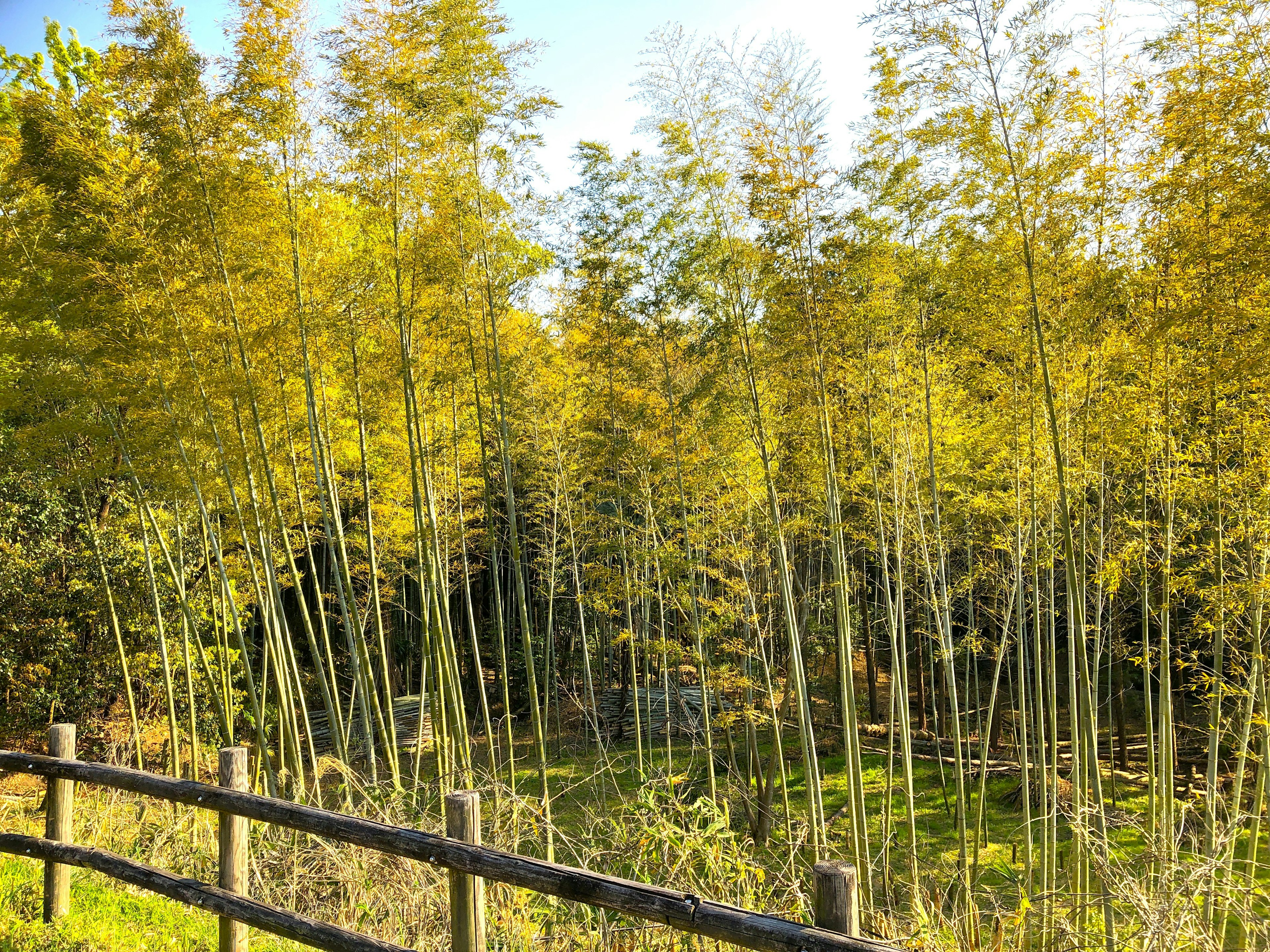 Bosque de bambú con vegetación exuberante y una cerca de madera