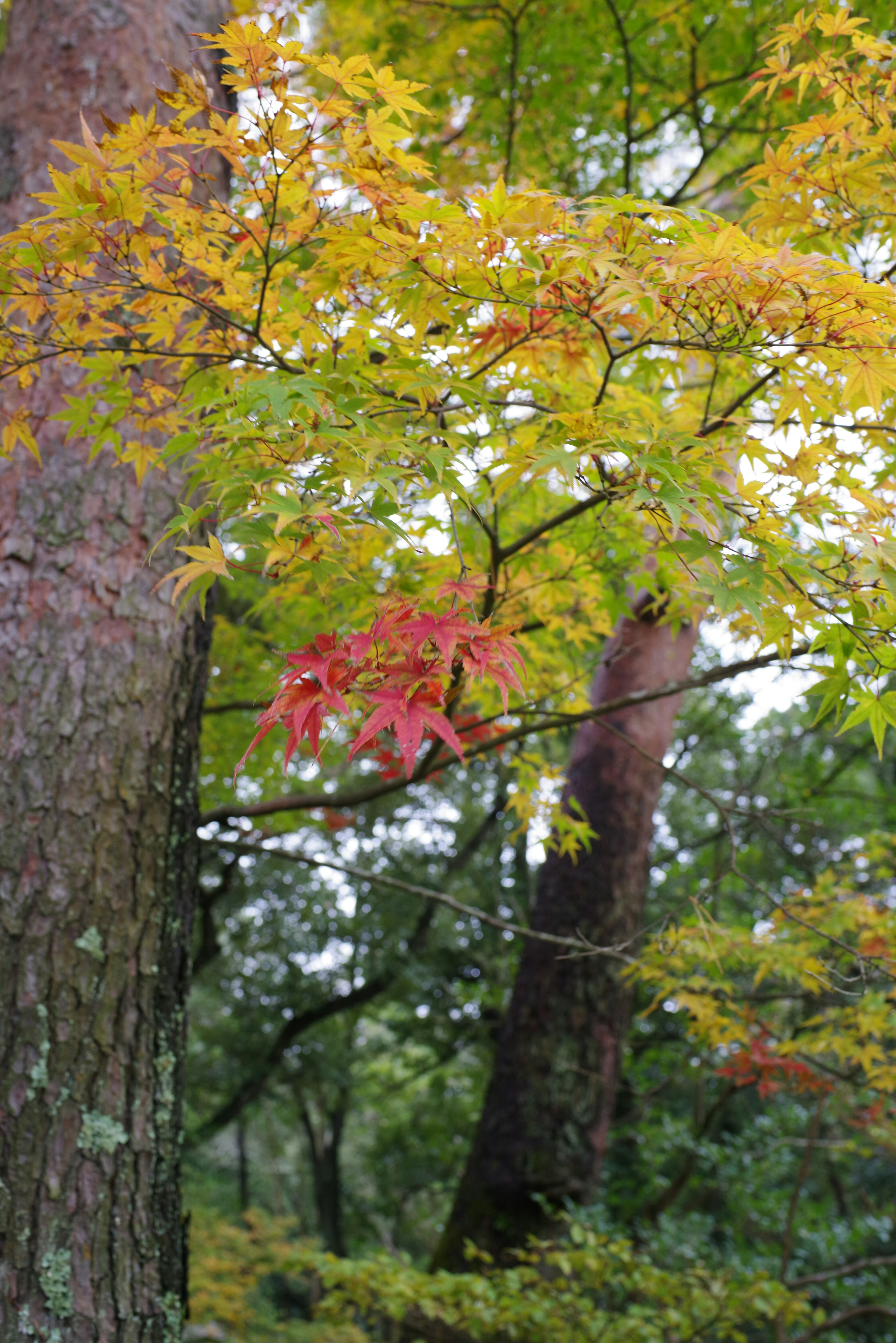 Bunte Herbstblätter an Bäumen in einer natürlichen Umgebung