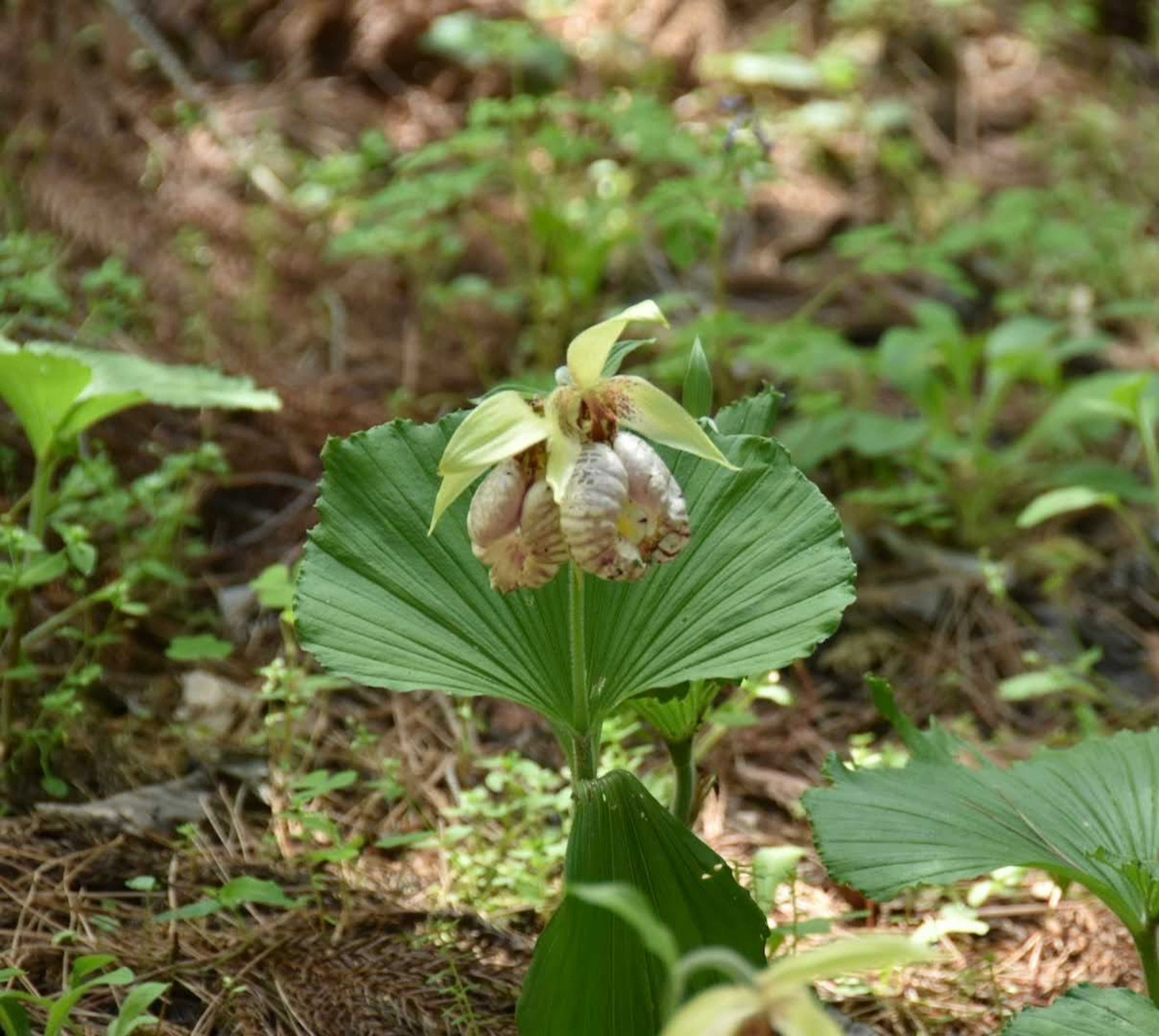 緑の葉の間から現れた美しい花が特徴の植物