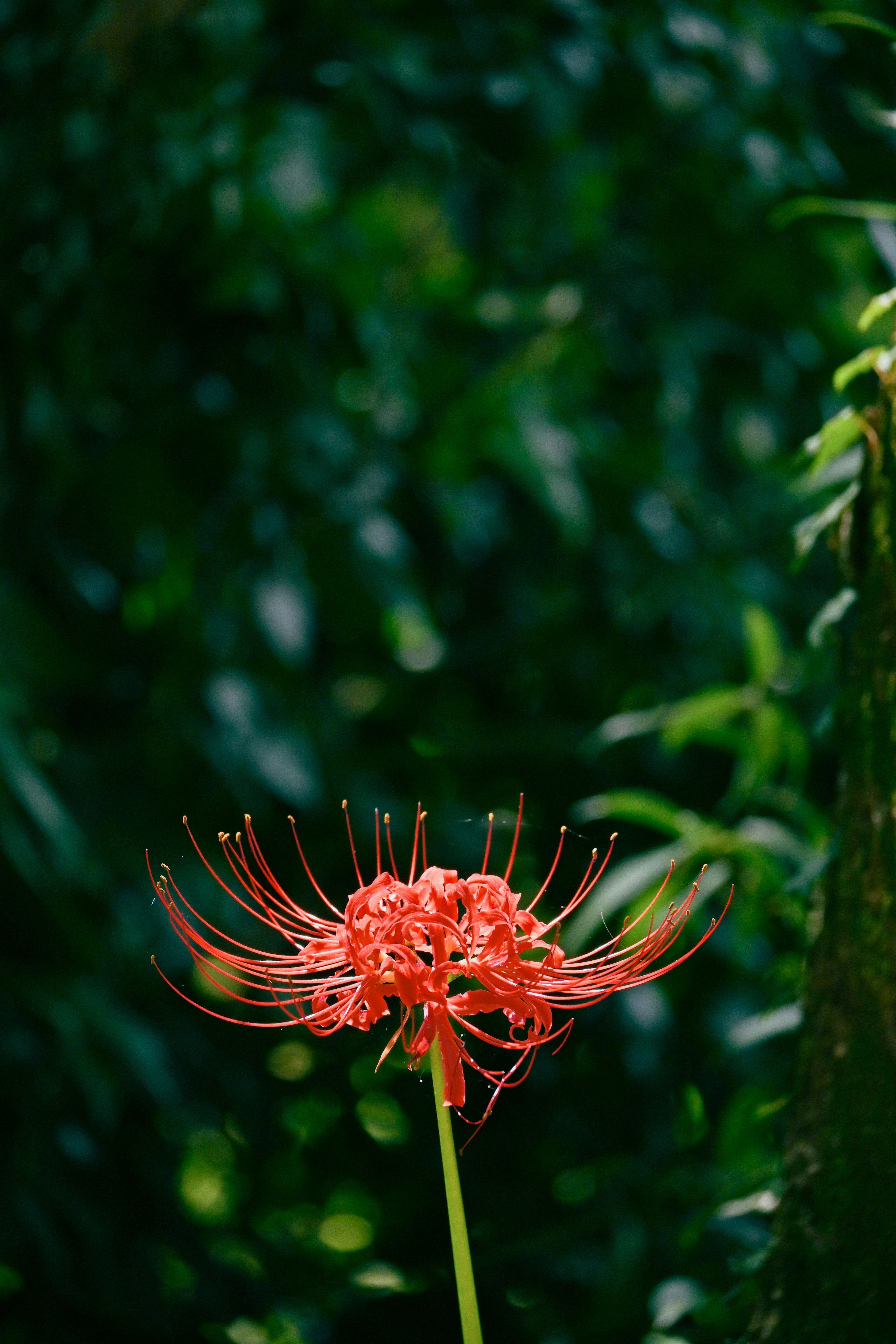 Un lys araignée rouge se détache sur un fond vert