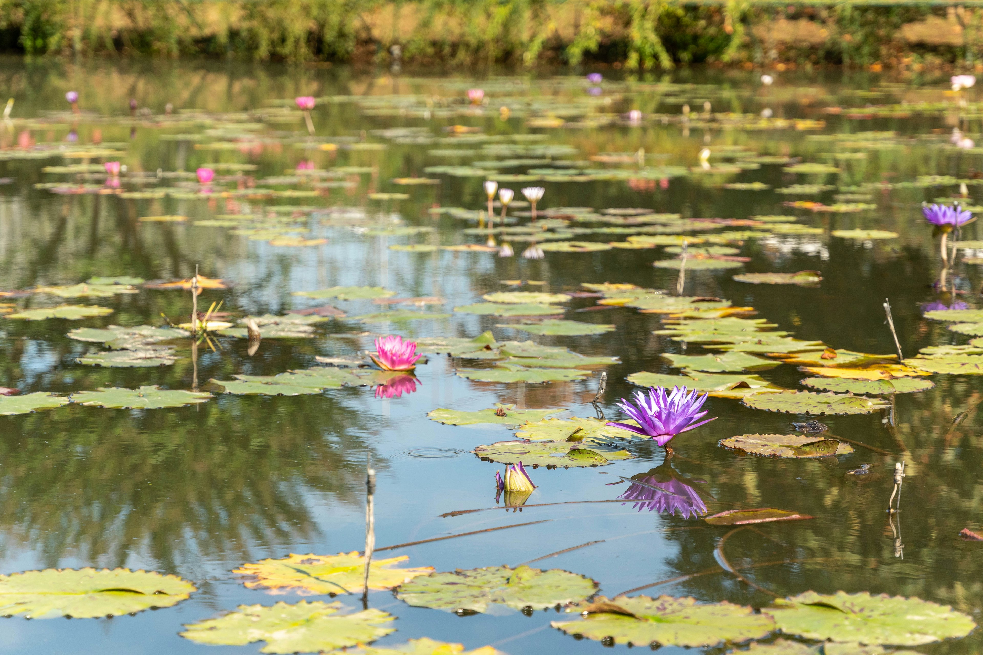 Belle vue de nénuphars et de feuilles flottant à la surface de l'eau