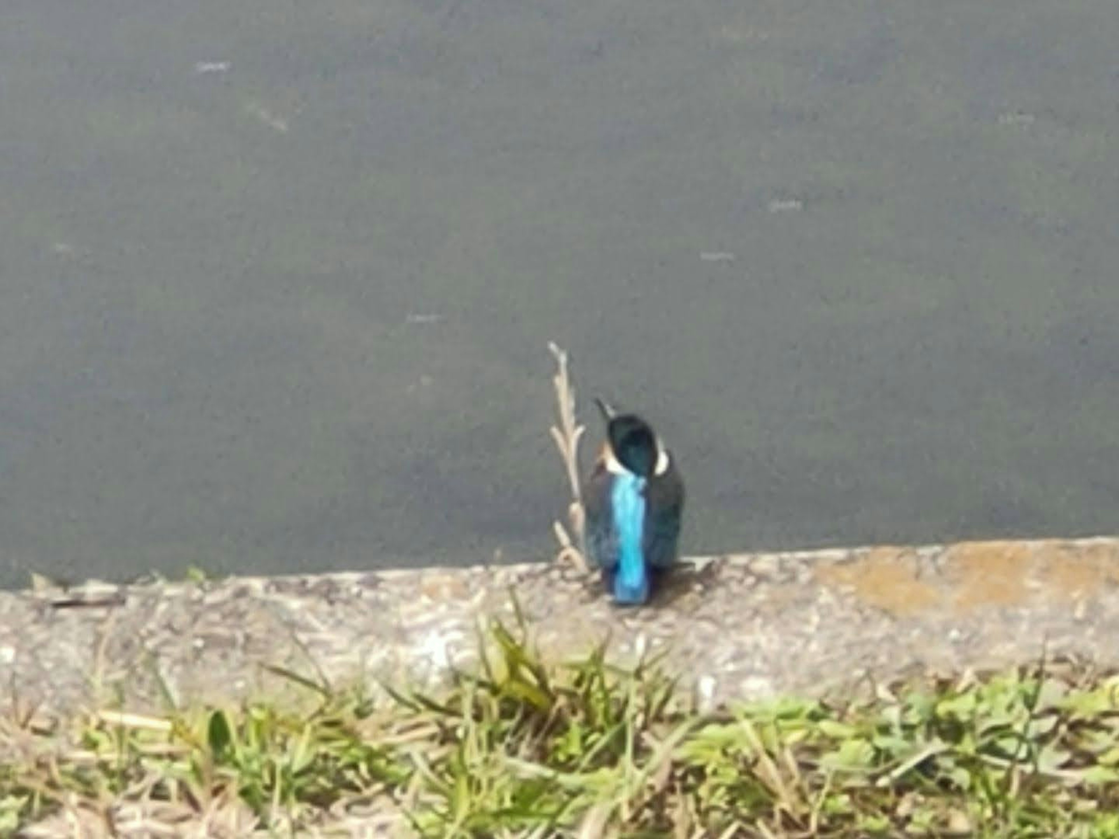 Un oiseau bleu perché sur une branche près de l'eau