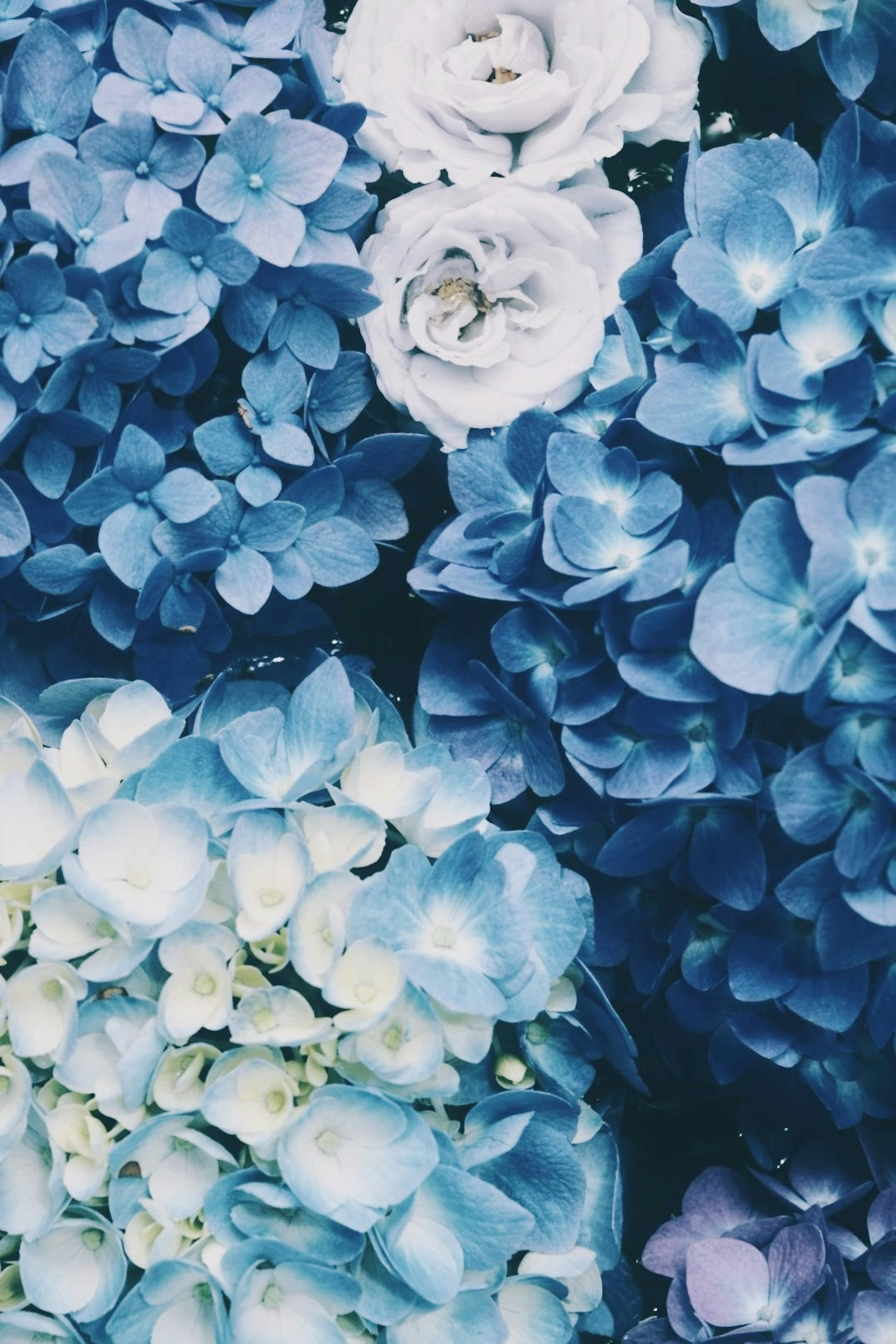 A collection of blue flowers featuring white roses and blue hydrangeas