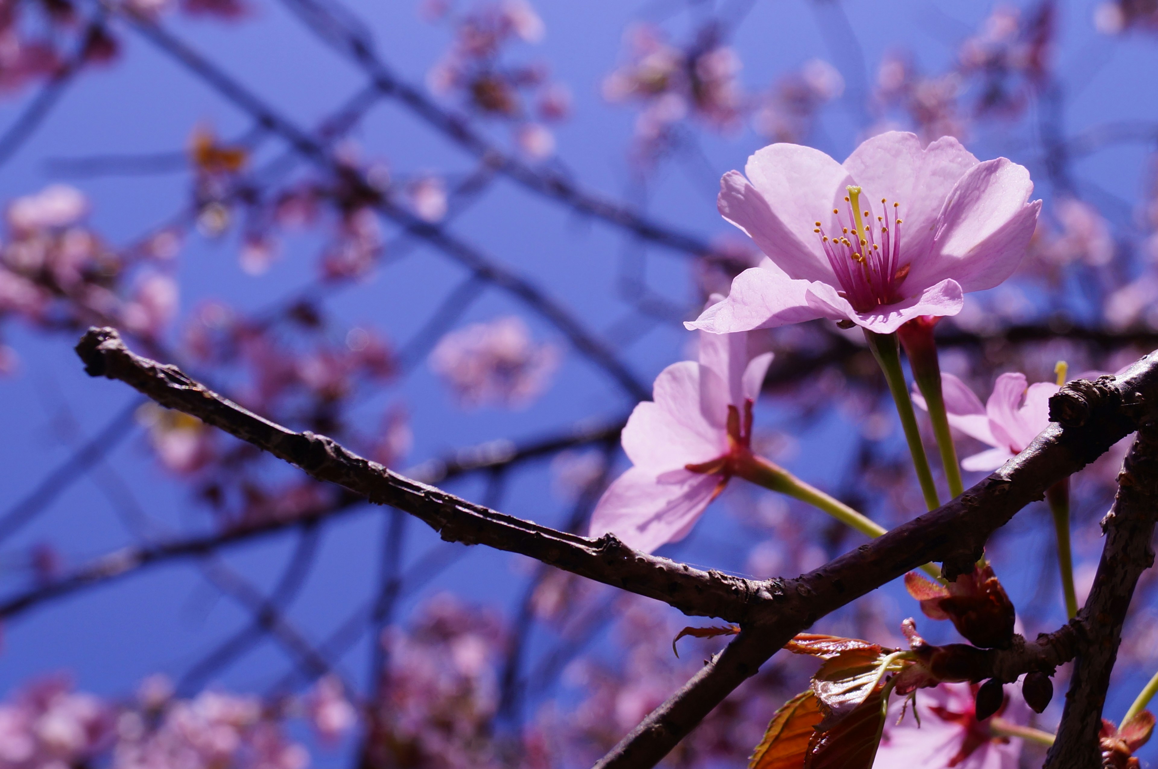 Nahaufnahme von Kirschblüten und Zweigen vor blauem Himmel