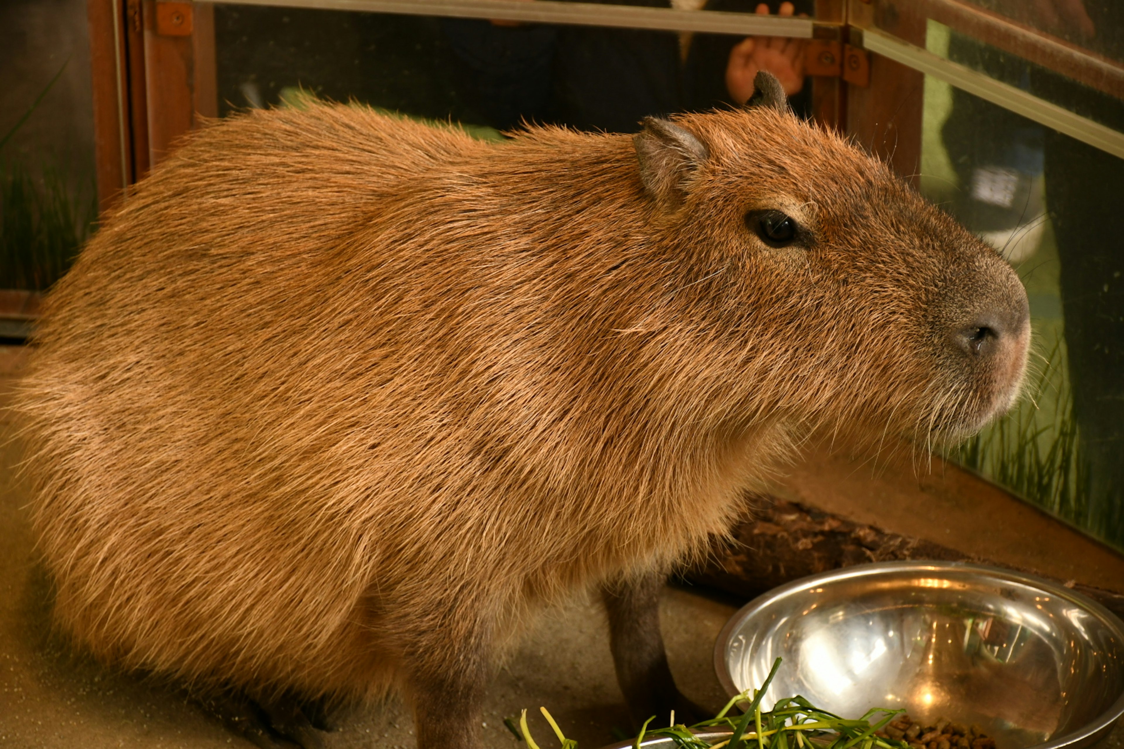 Un gran capibara con pelaje espeso sentado junto a un tazón de comida