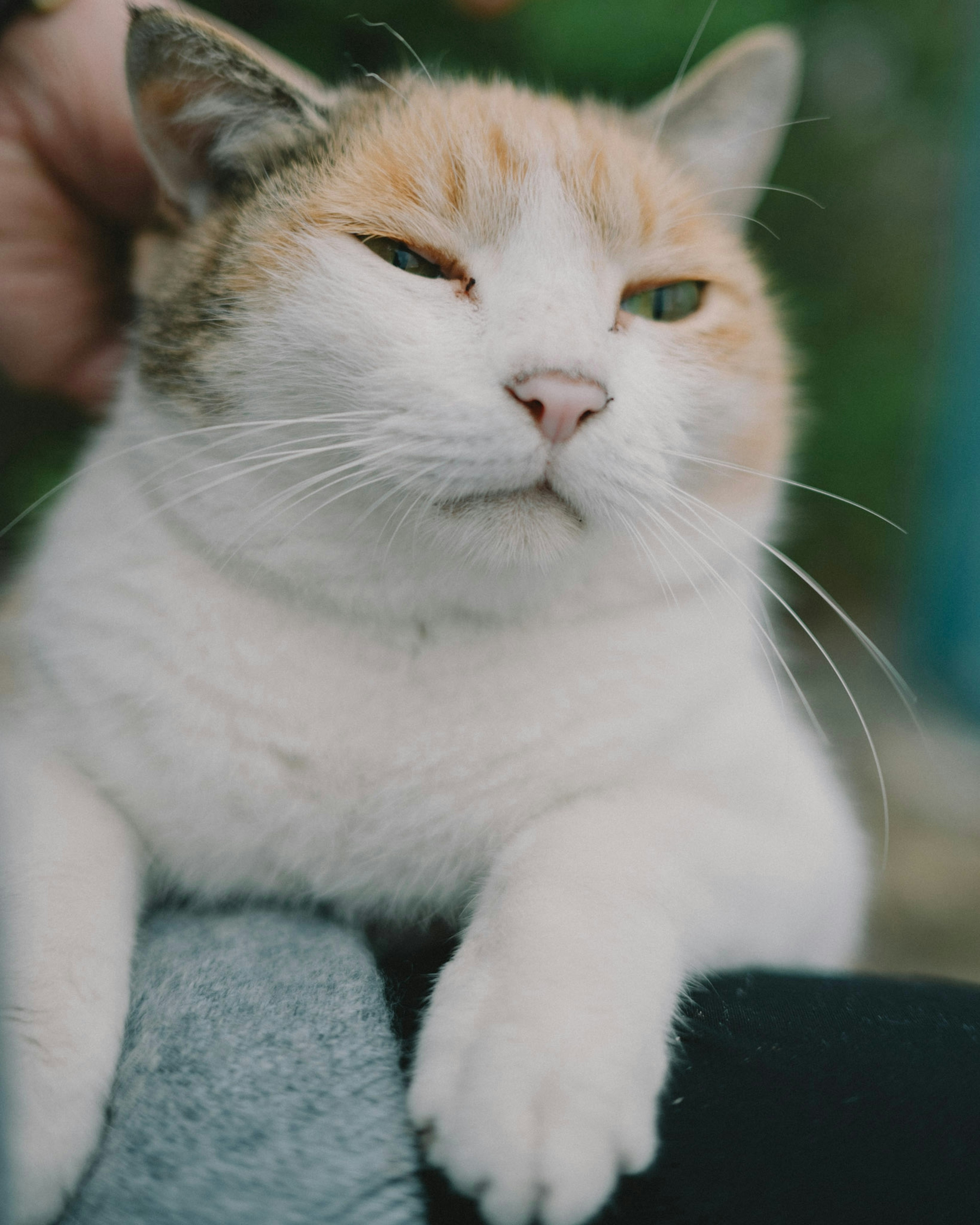 Un gatto rilassato con pelo bianco e macchie arancioni che riposa