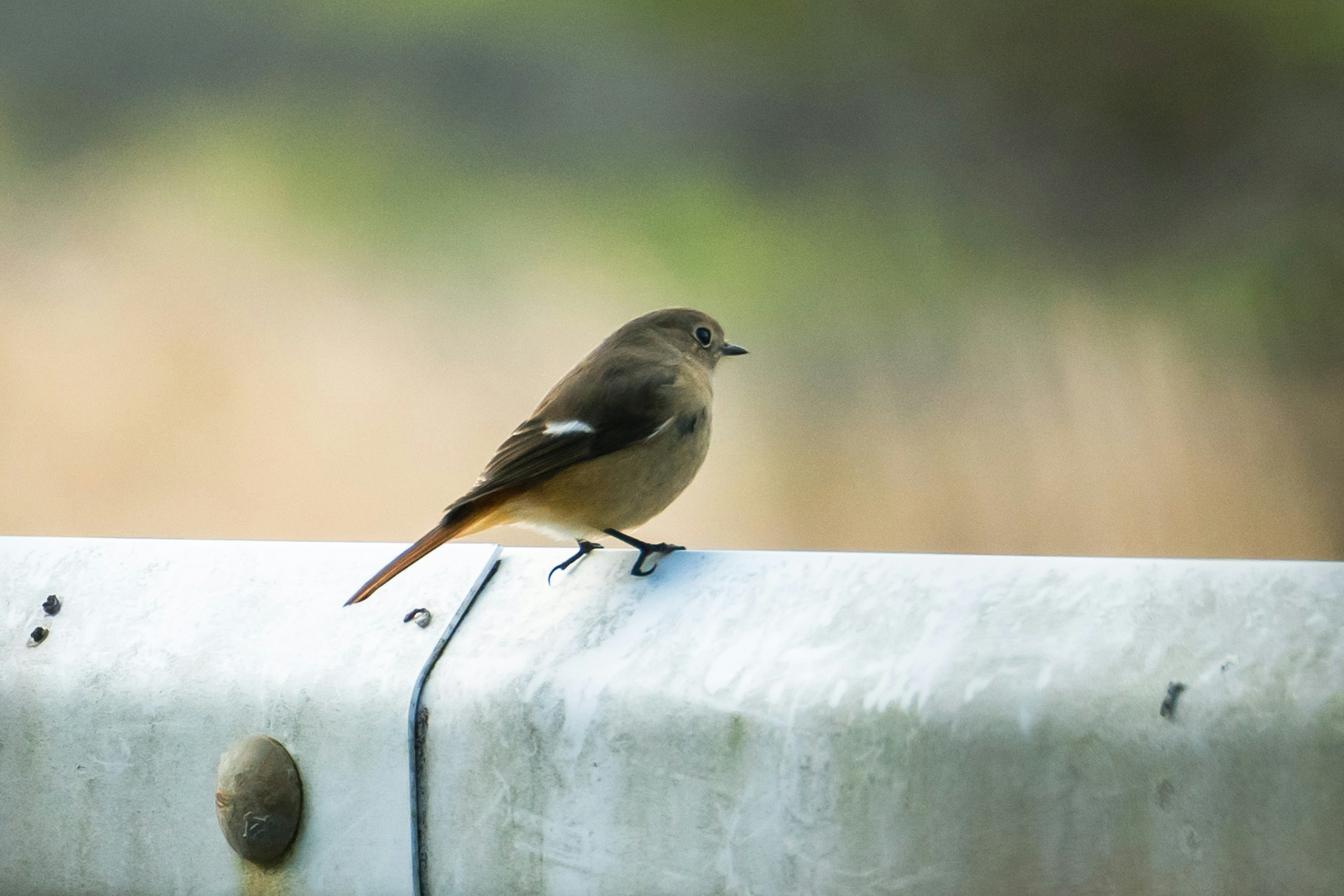 Un petit oiseau perché sur une rampe en métal