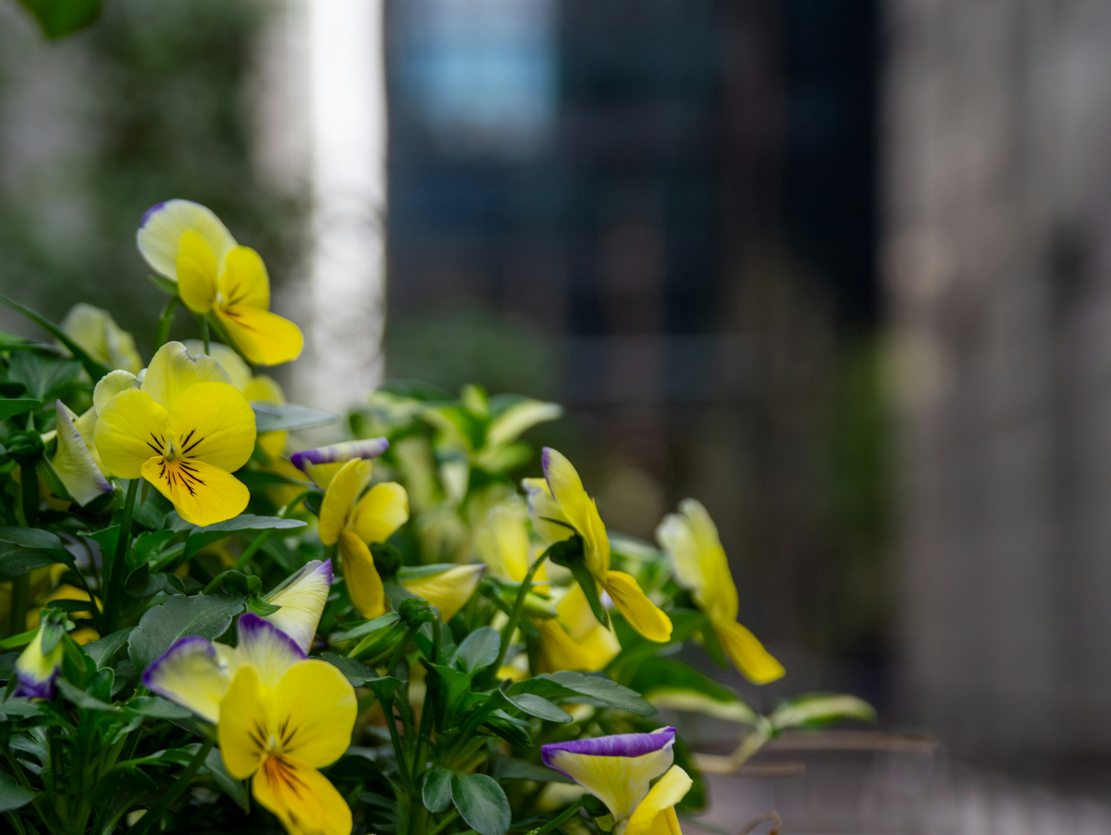 A close-up of yellow flowers with a blurred urban background