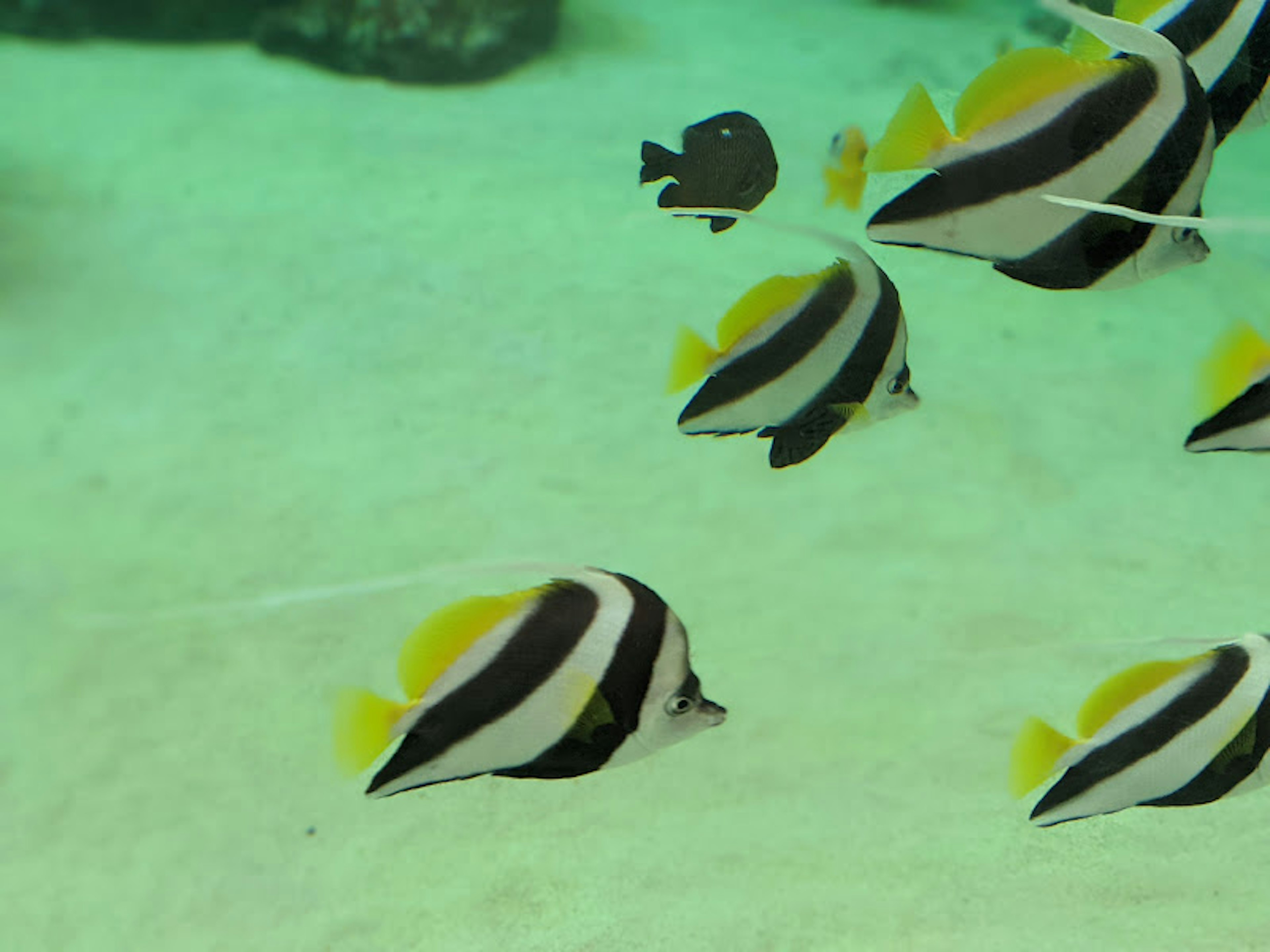 Peces de rayas negras y blancas nadando bajo el agua