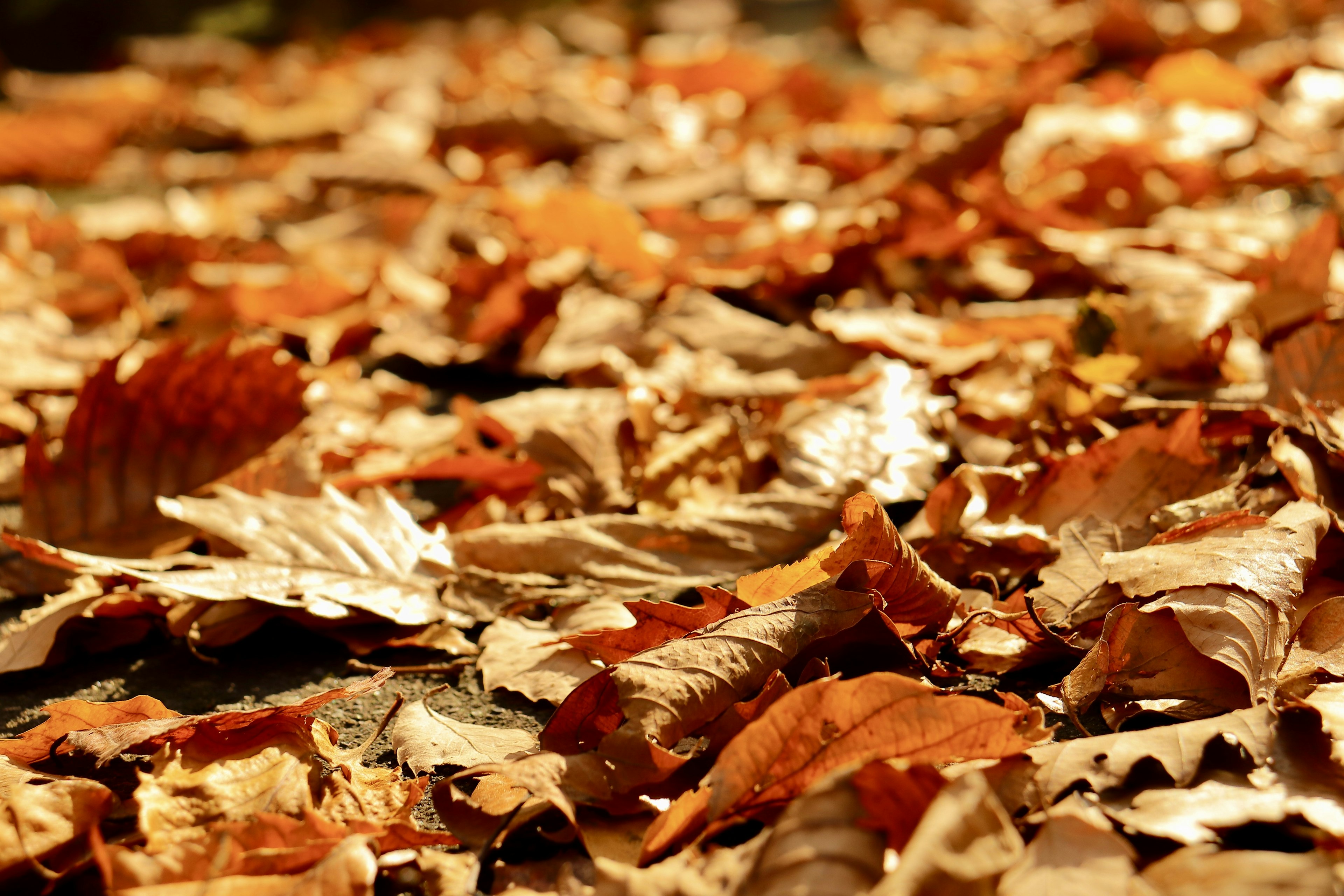 Primer plano de hojas de otoño esparcidas por el suelo