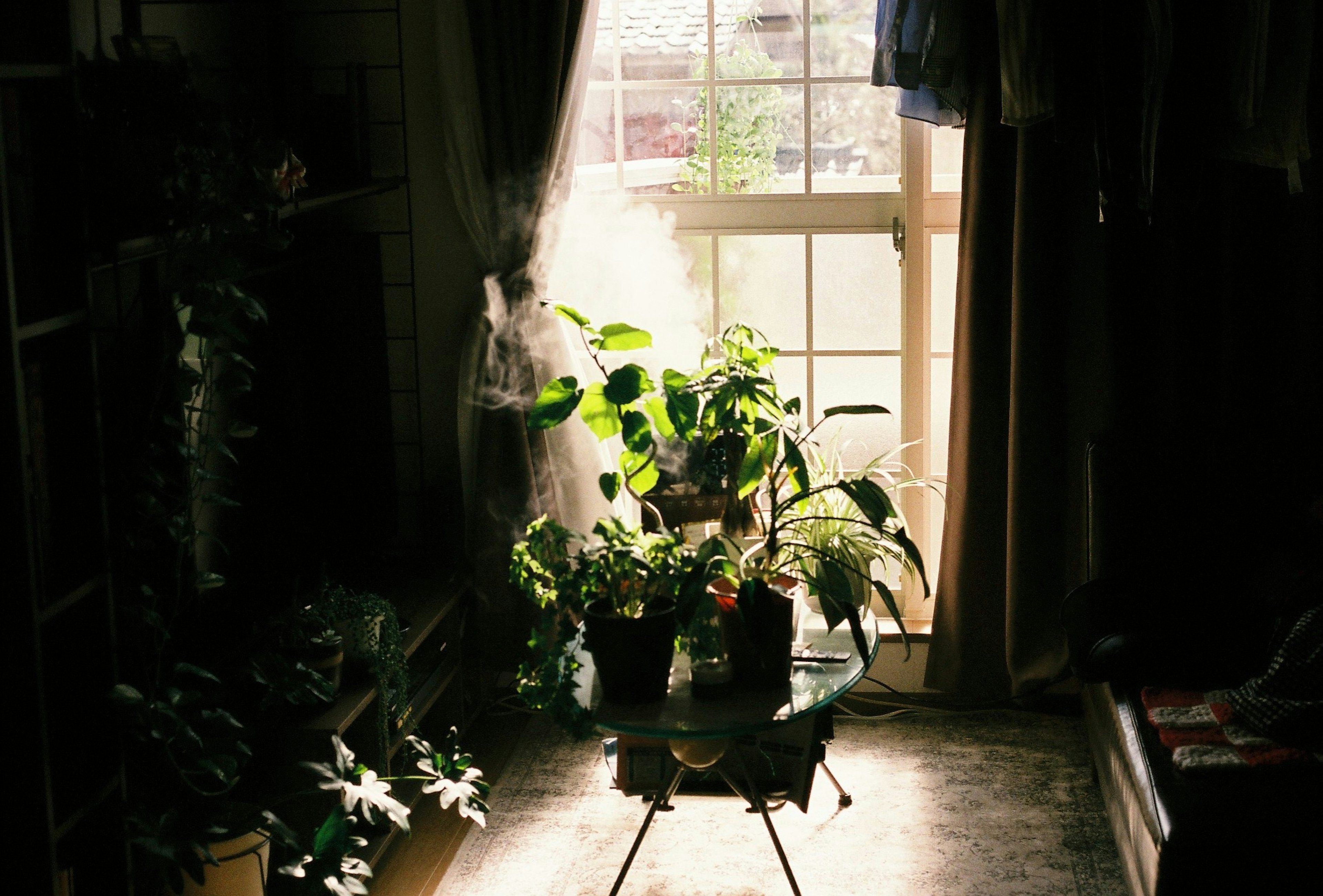 窓辺に置かれた観葉植物がある部屋の内部の画像