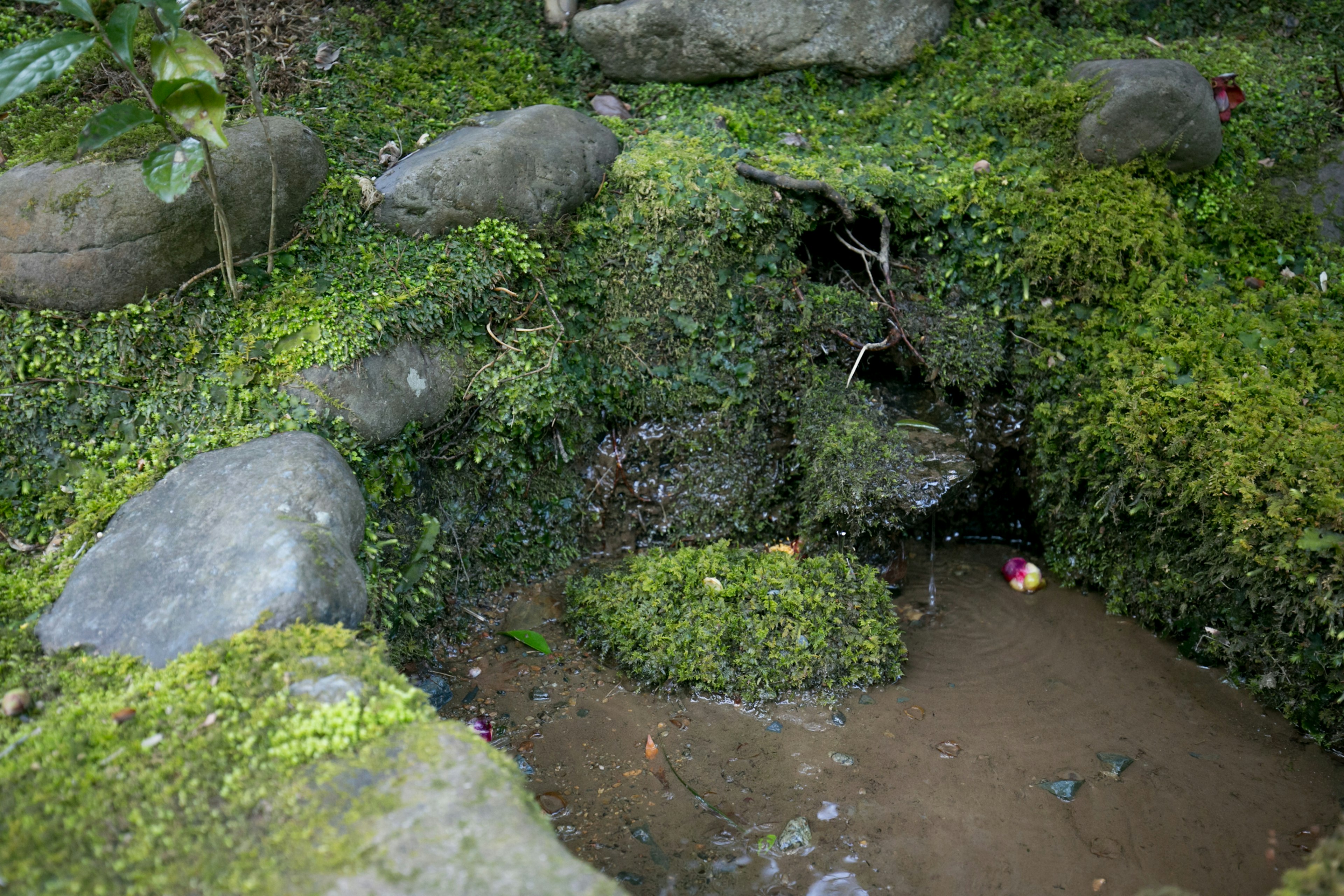 Un pequeño arroyo rodeado de musgo verde y piedras