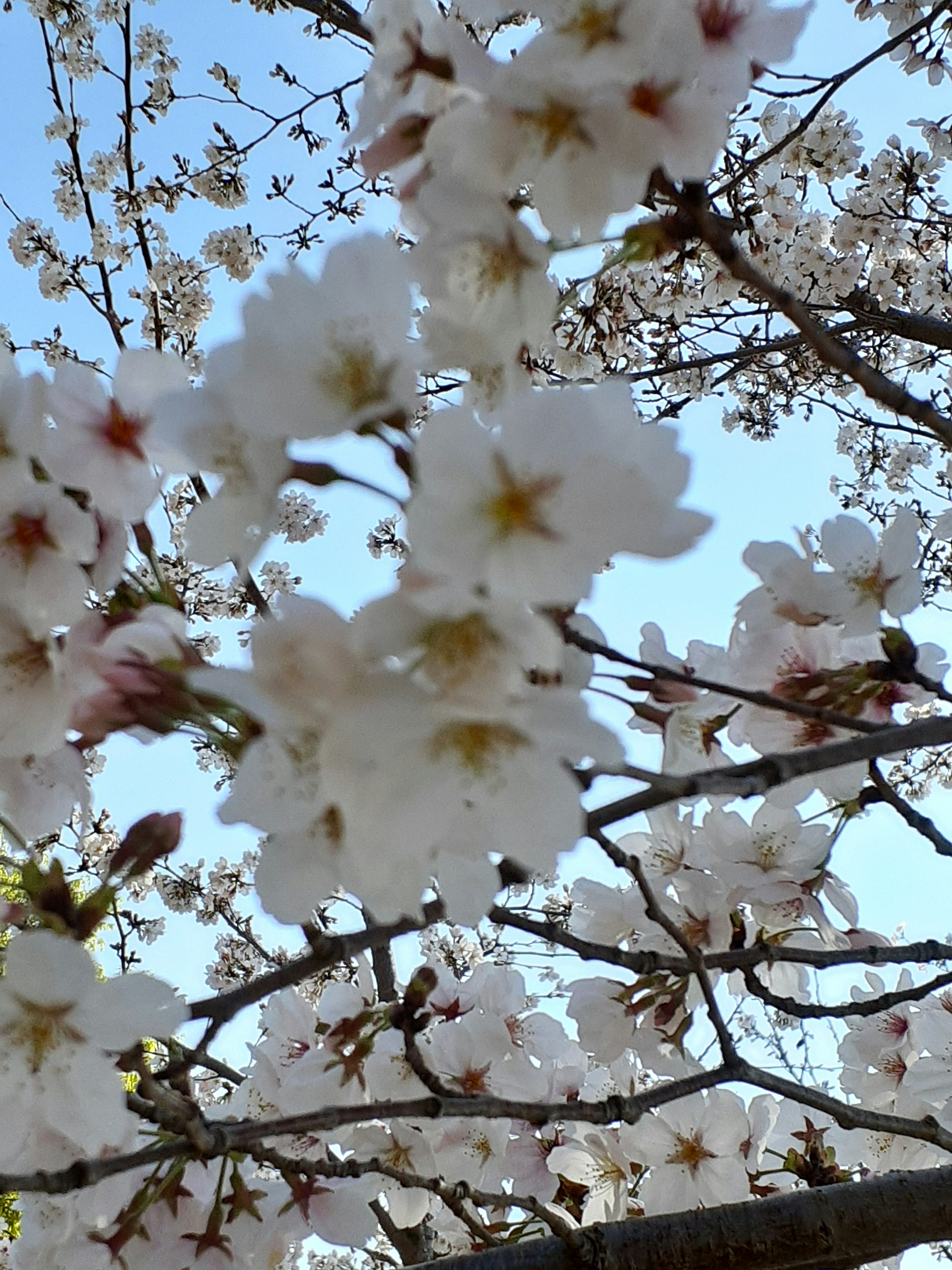 Bunga sakura mekar di bawah langit biru