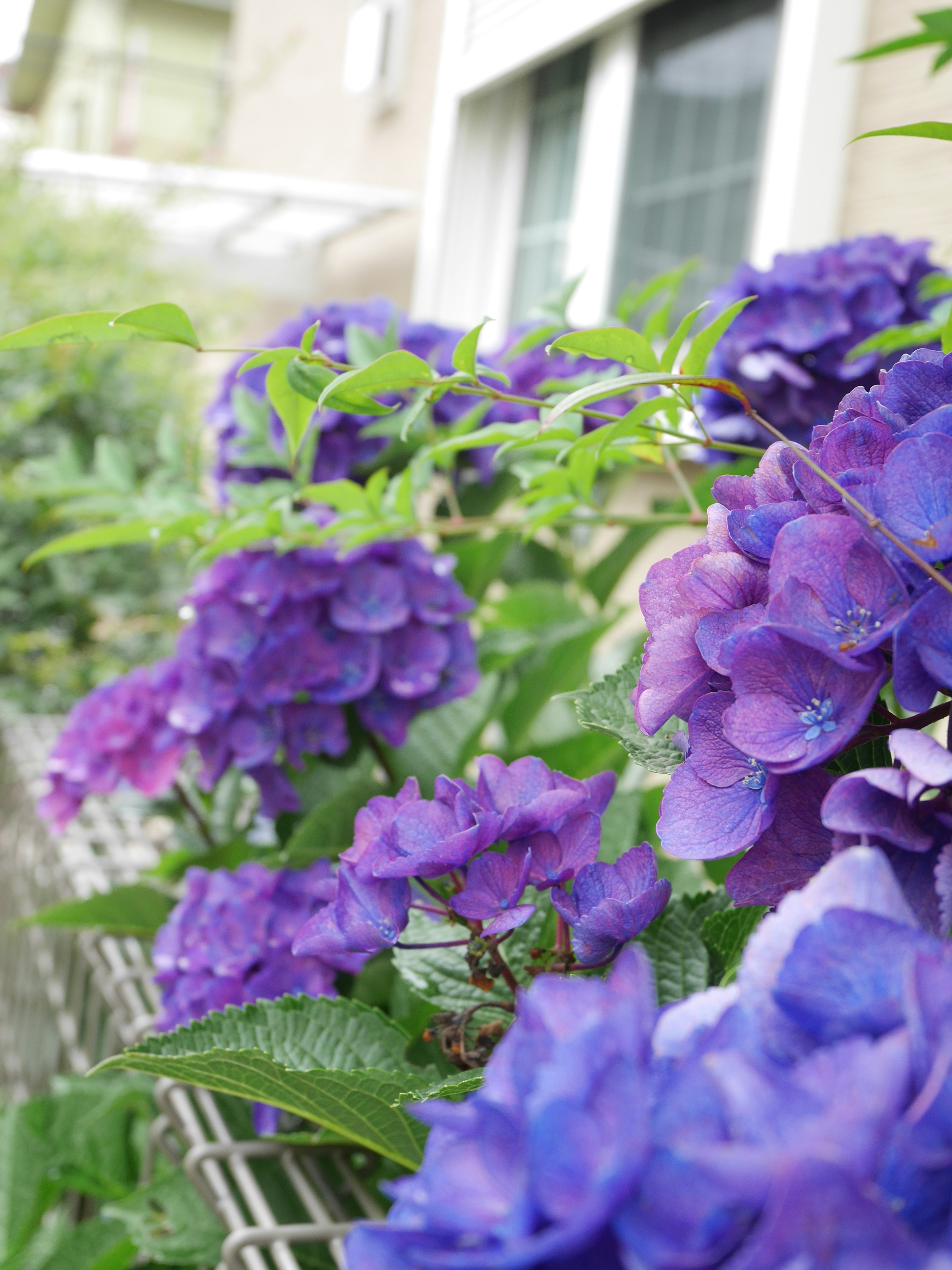 Lebendige lila Hortensienblüten, die einen Gartenbereich säumen