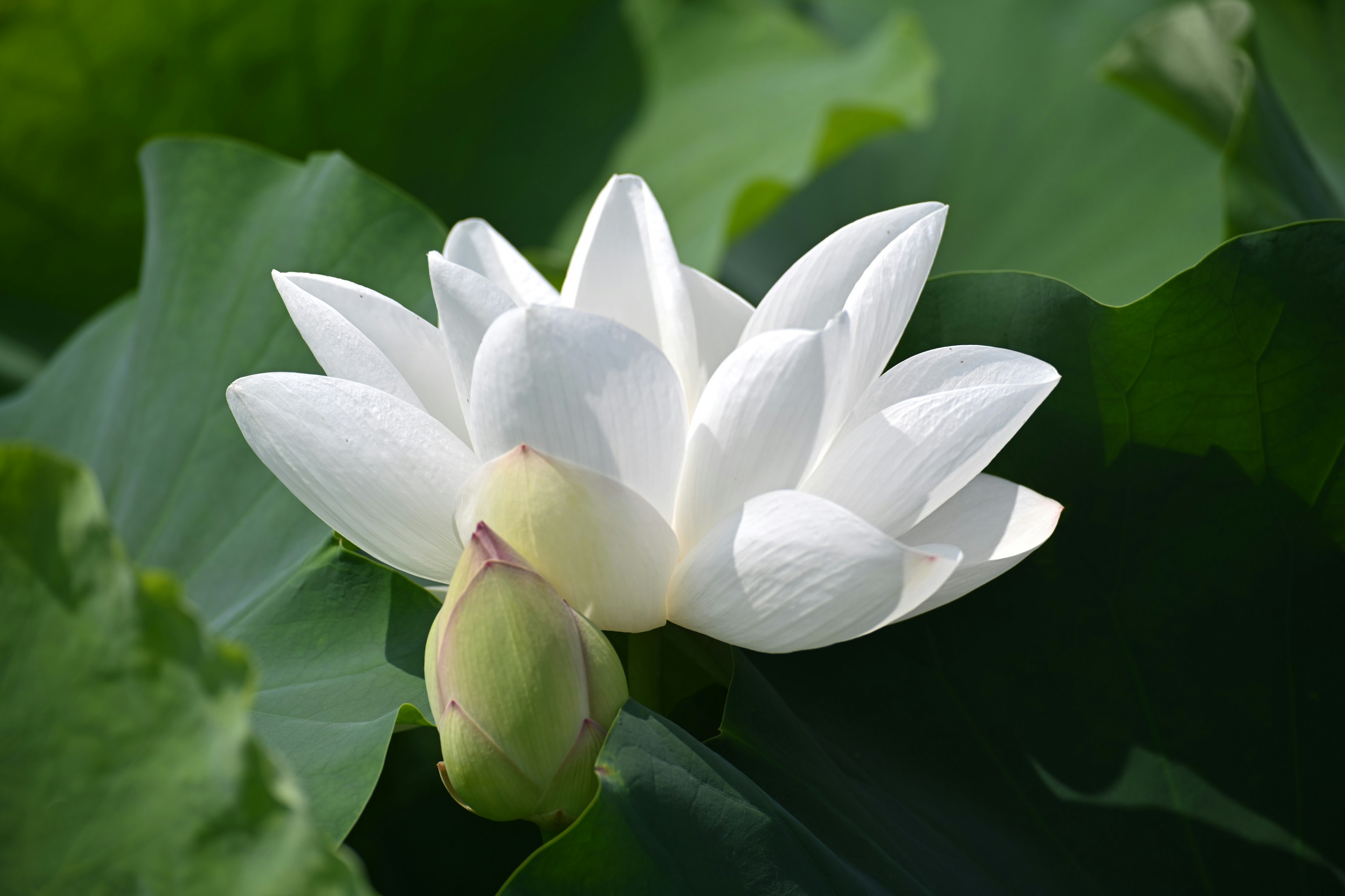 白いハスの花と蕾が緑の葉の上に咲いている