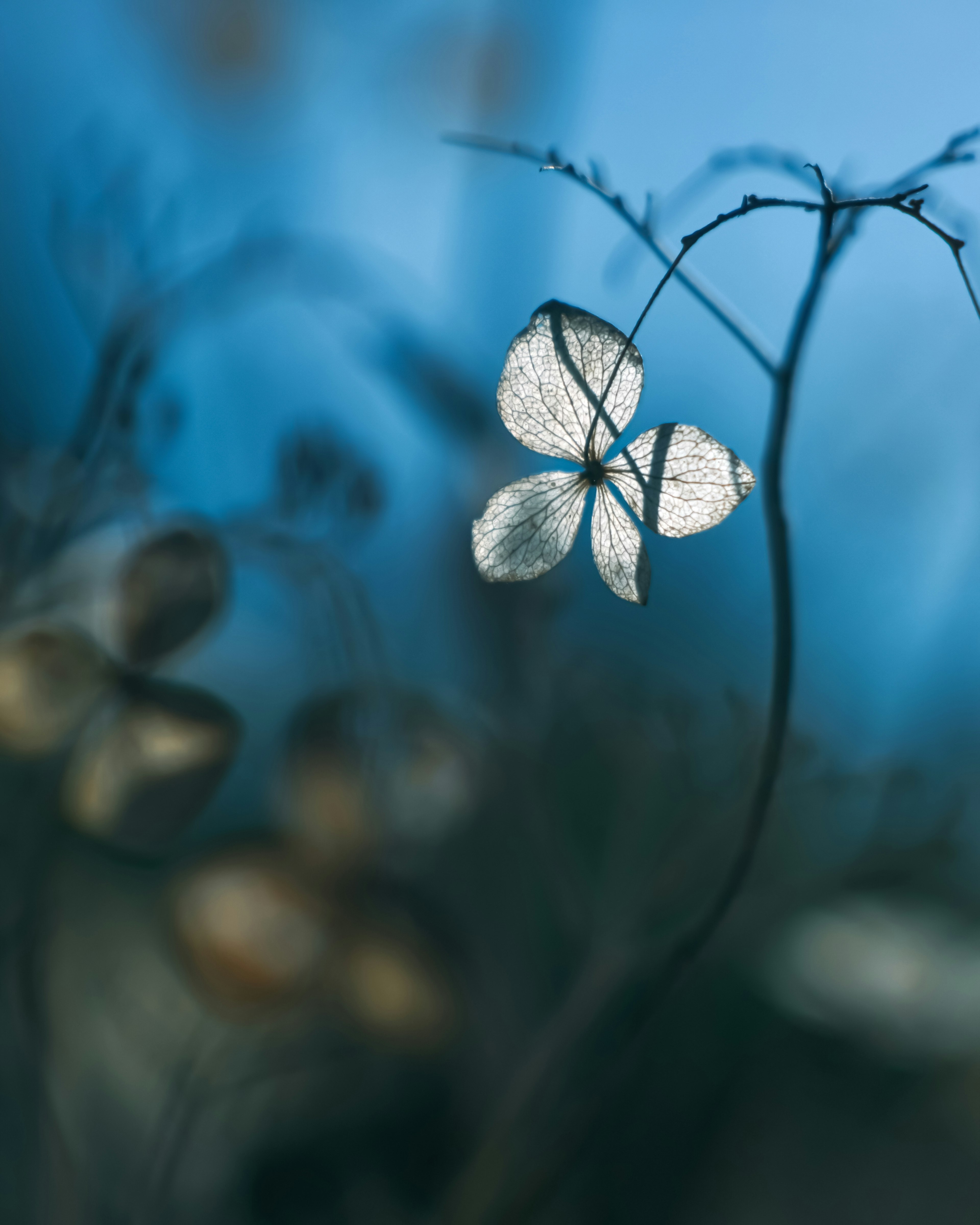 Hojas de flores translúcidas reflejando la luz sobre un fondo azul