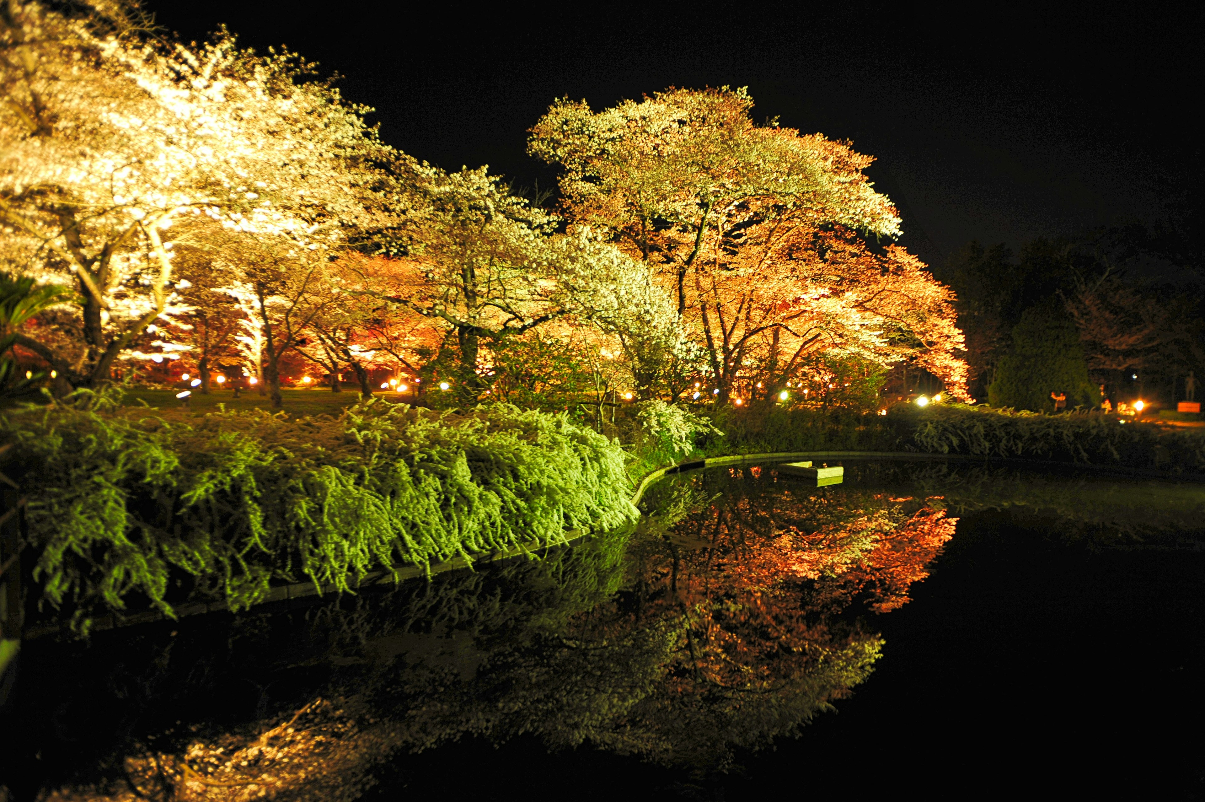 夜間照明的櫻花樹在水中倒影