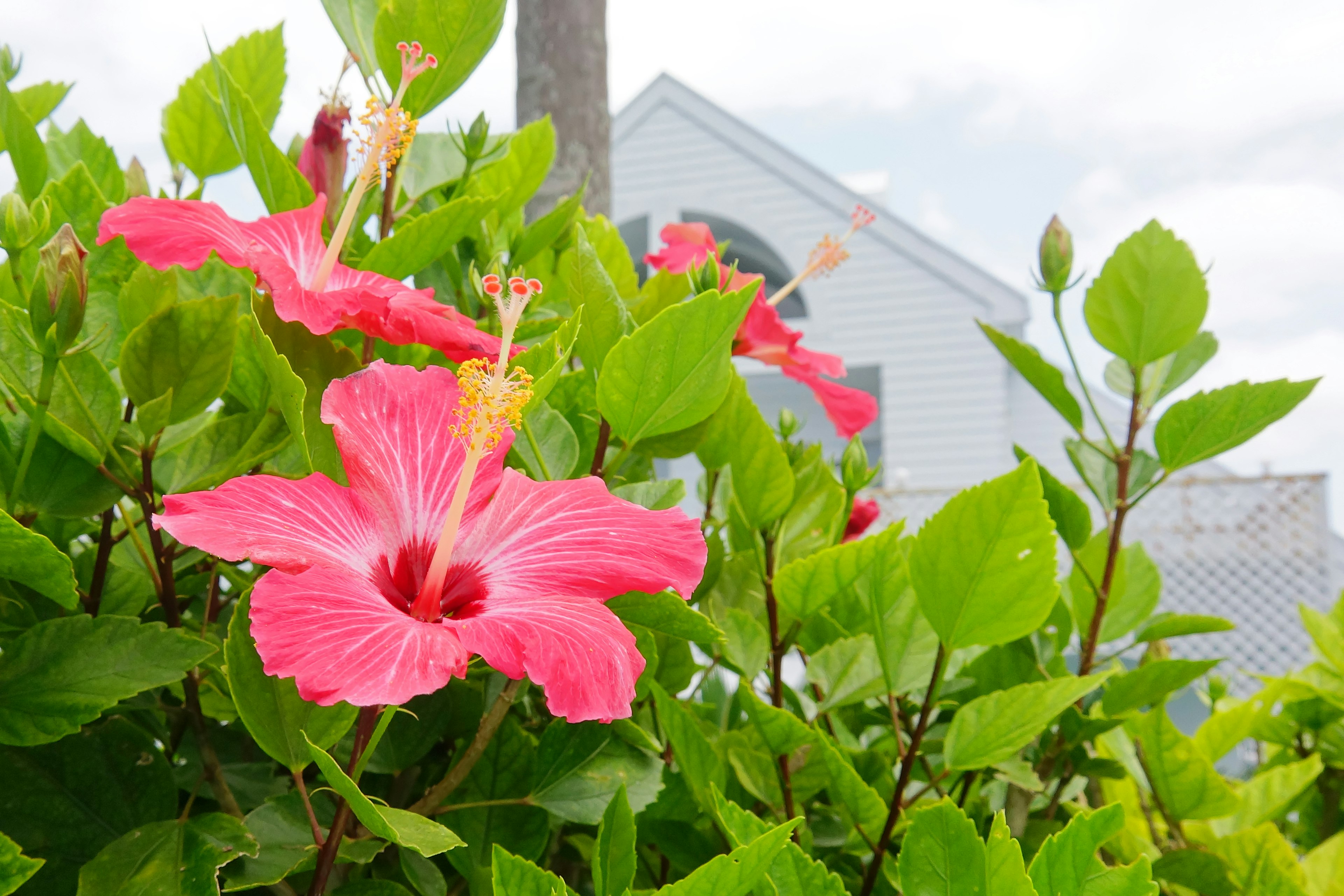 Vibrant pink hibiscus flowers surrounded by green leaves with a house in the background