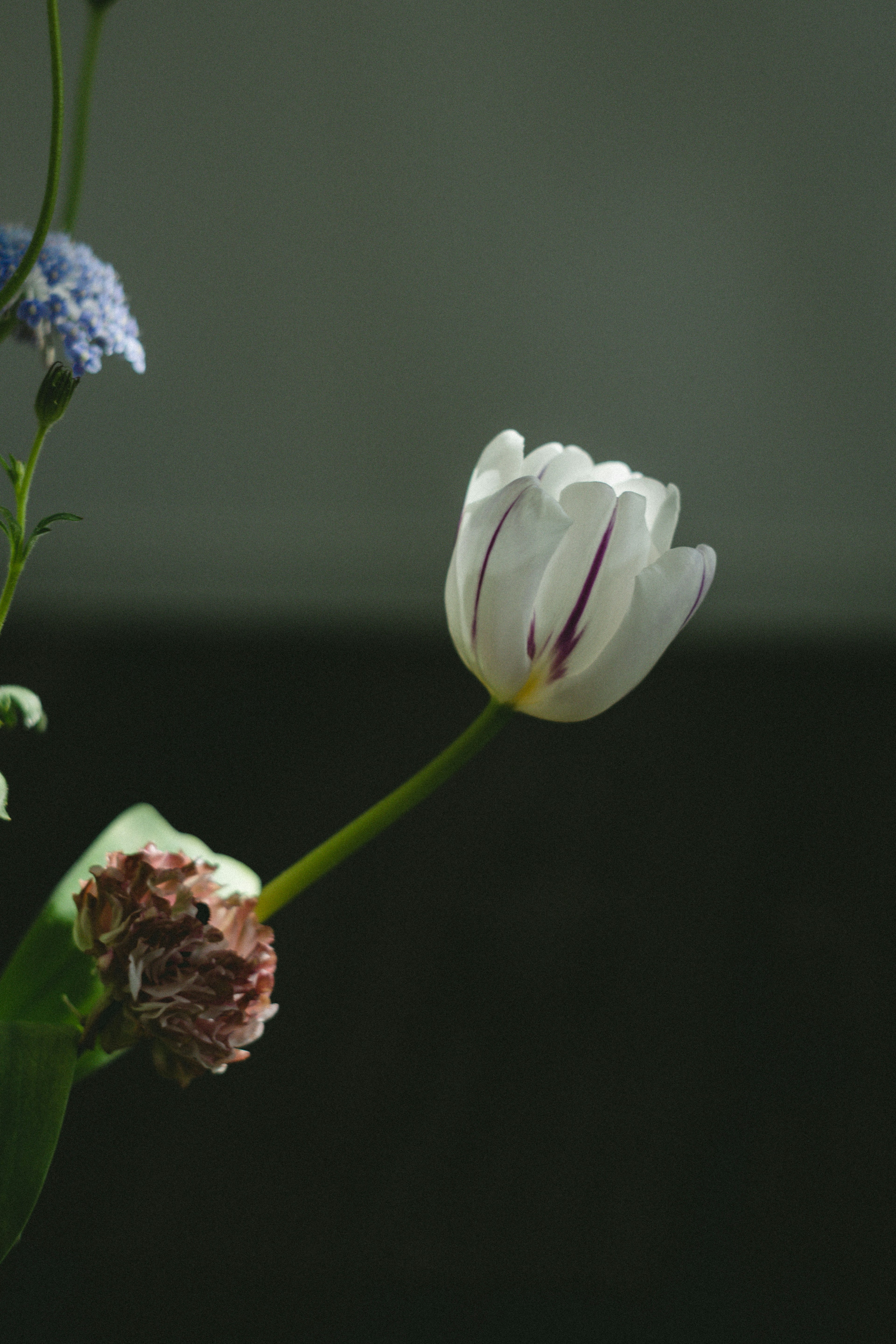 Sebuah bouquet tenang dengan tulip putih bergaris ungu dan bunga biru