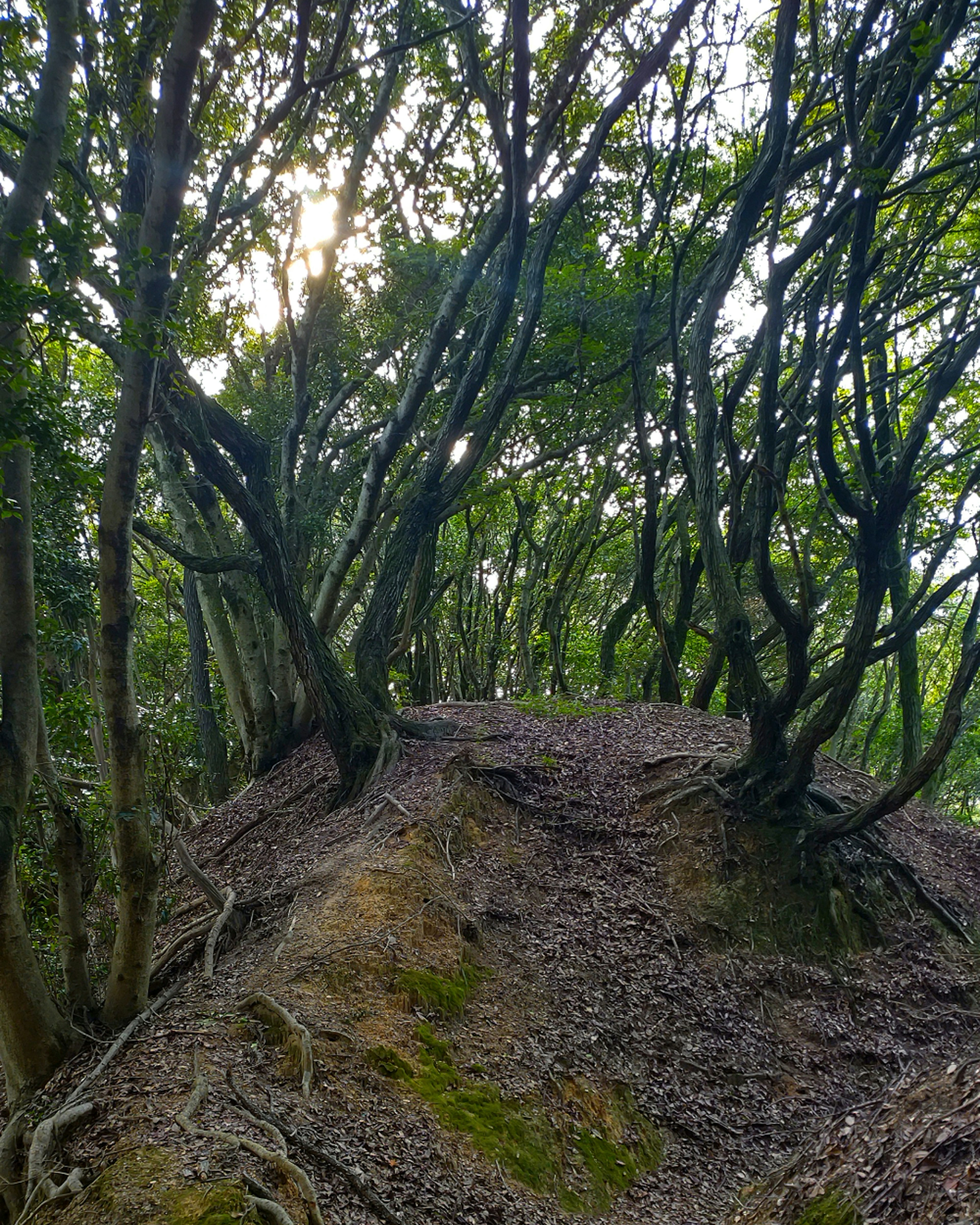 Dense forest with twisted trees and leaf-covered ground