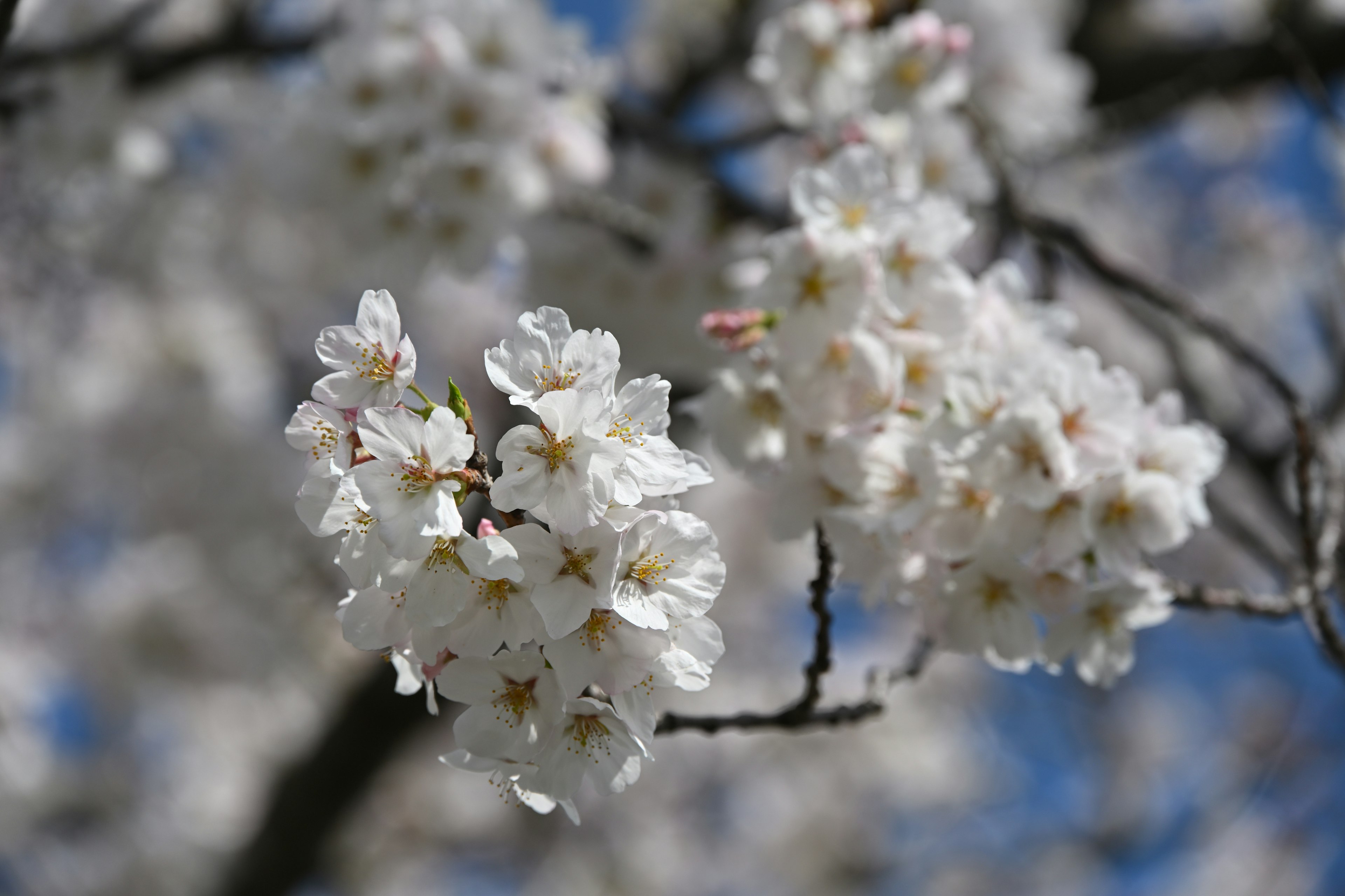 Bunga sakura dengan kelopak putih di latar belakang langit biru