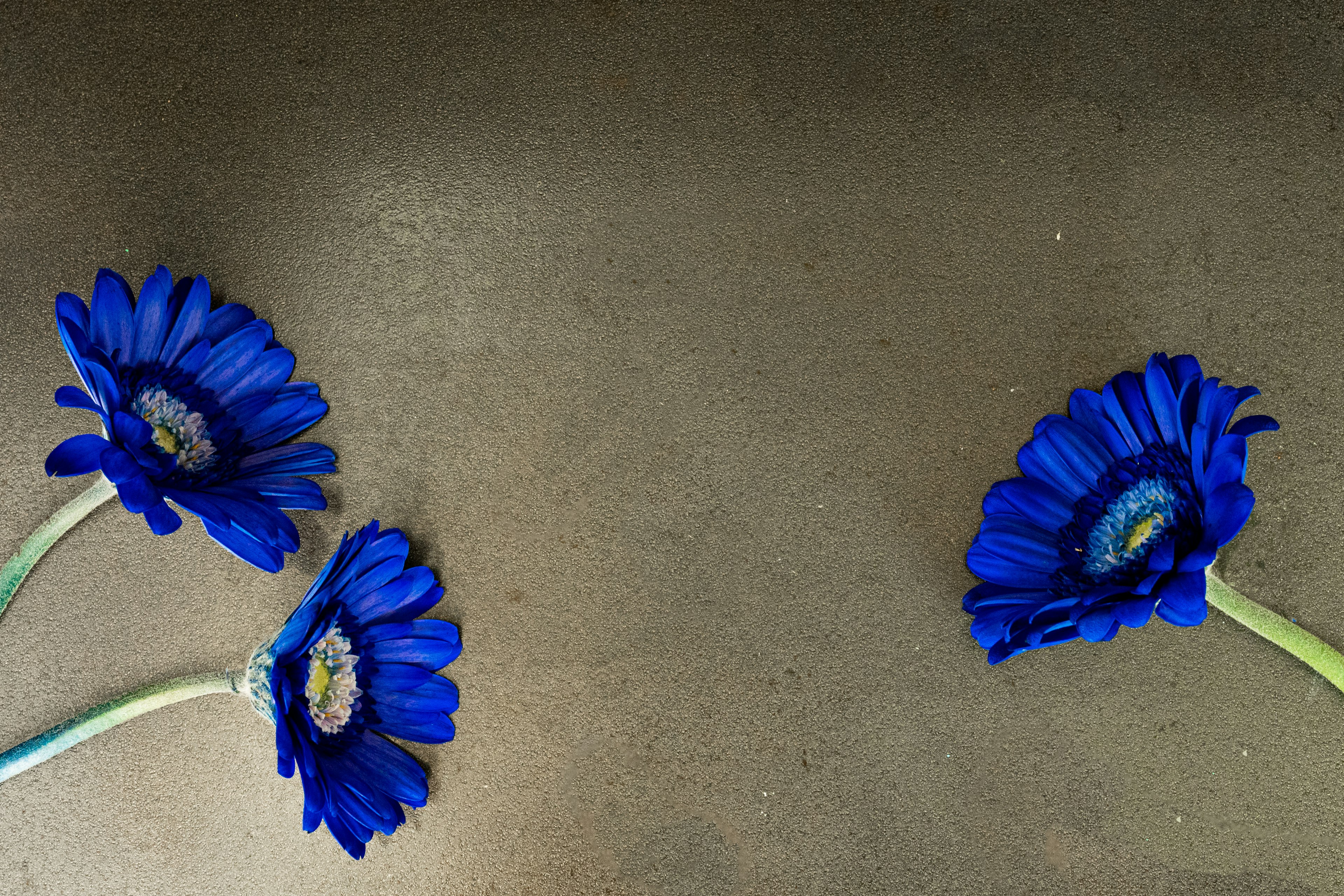 Drei lebendige blaue Blumen auf einem strukturierten grauen Hintergrund angeordnet