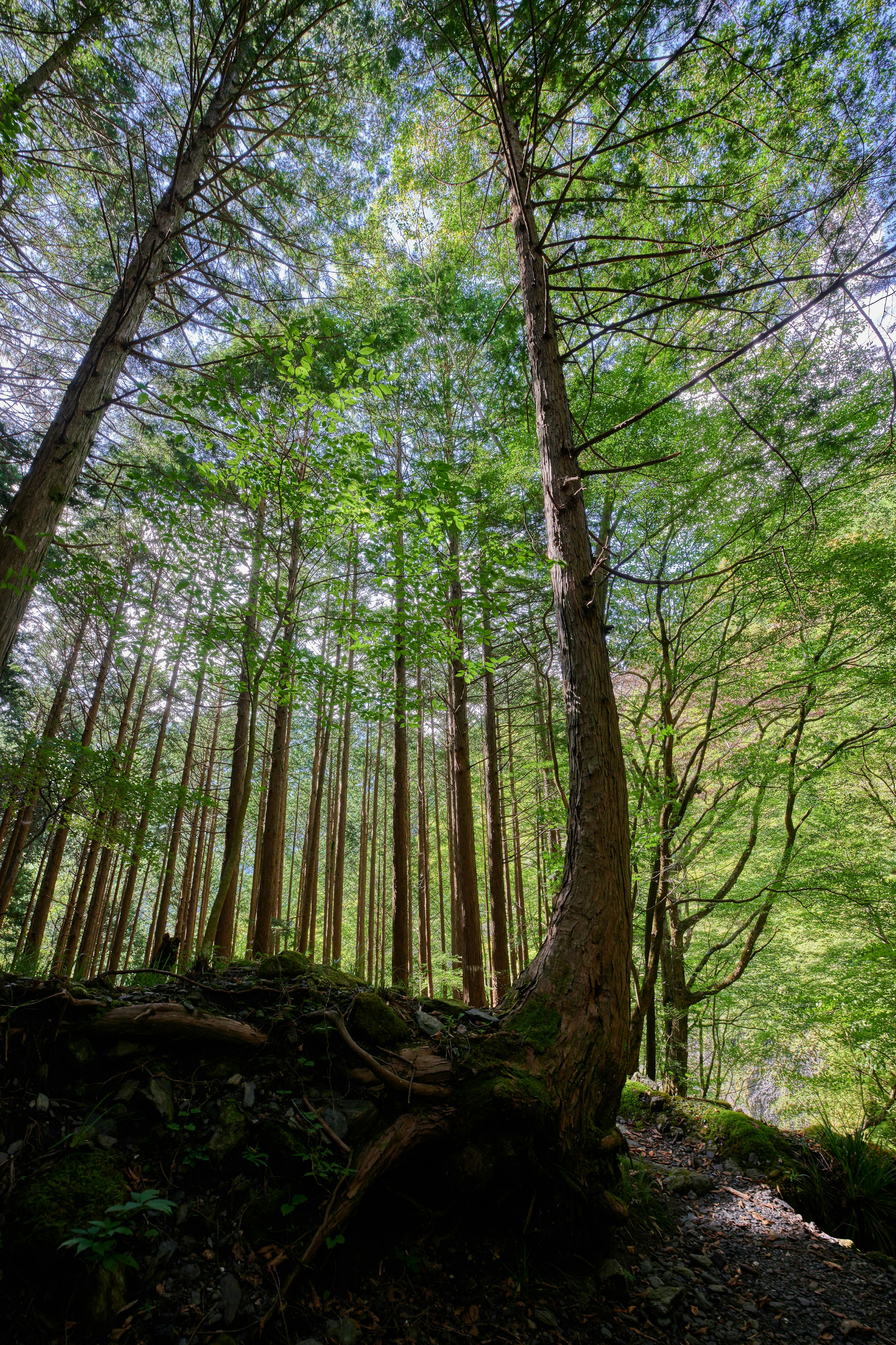 Tall trees with lush green leaves in a forest setting