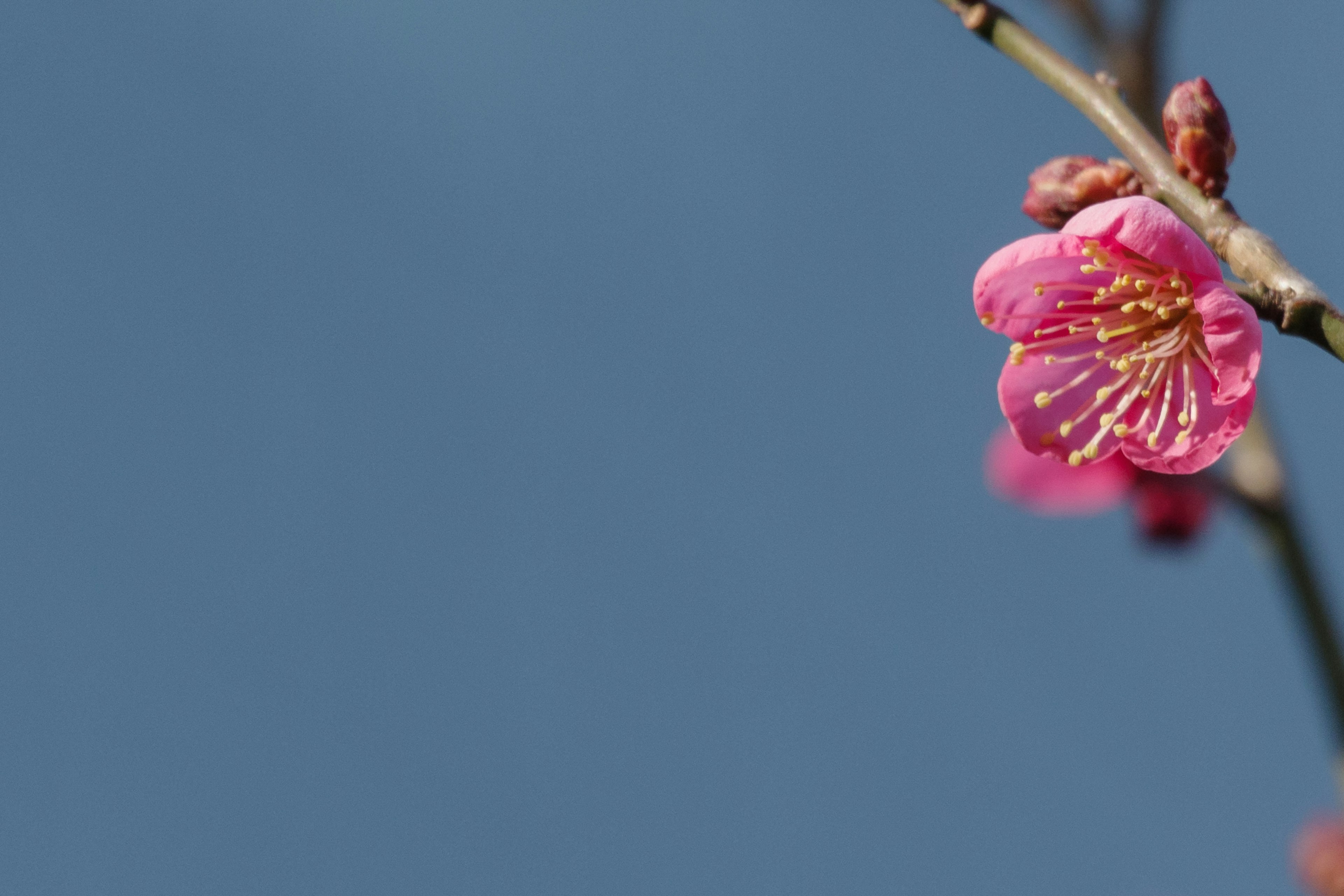 Gros plan sur une fleur rose sur fond bleu