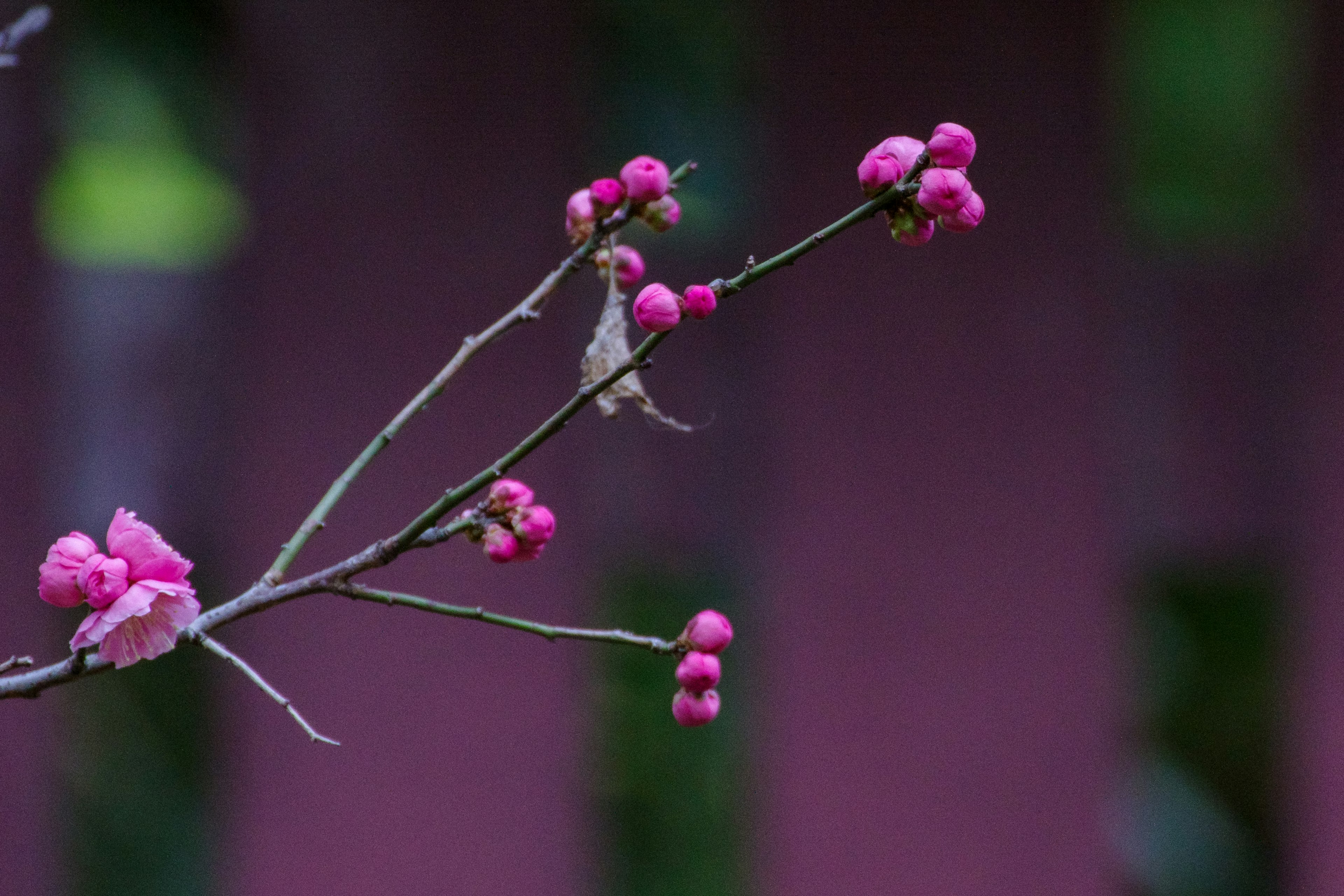 Kedekatan cabang dengan bunga pink