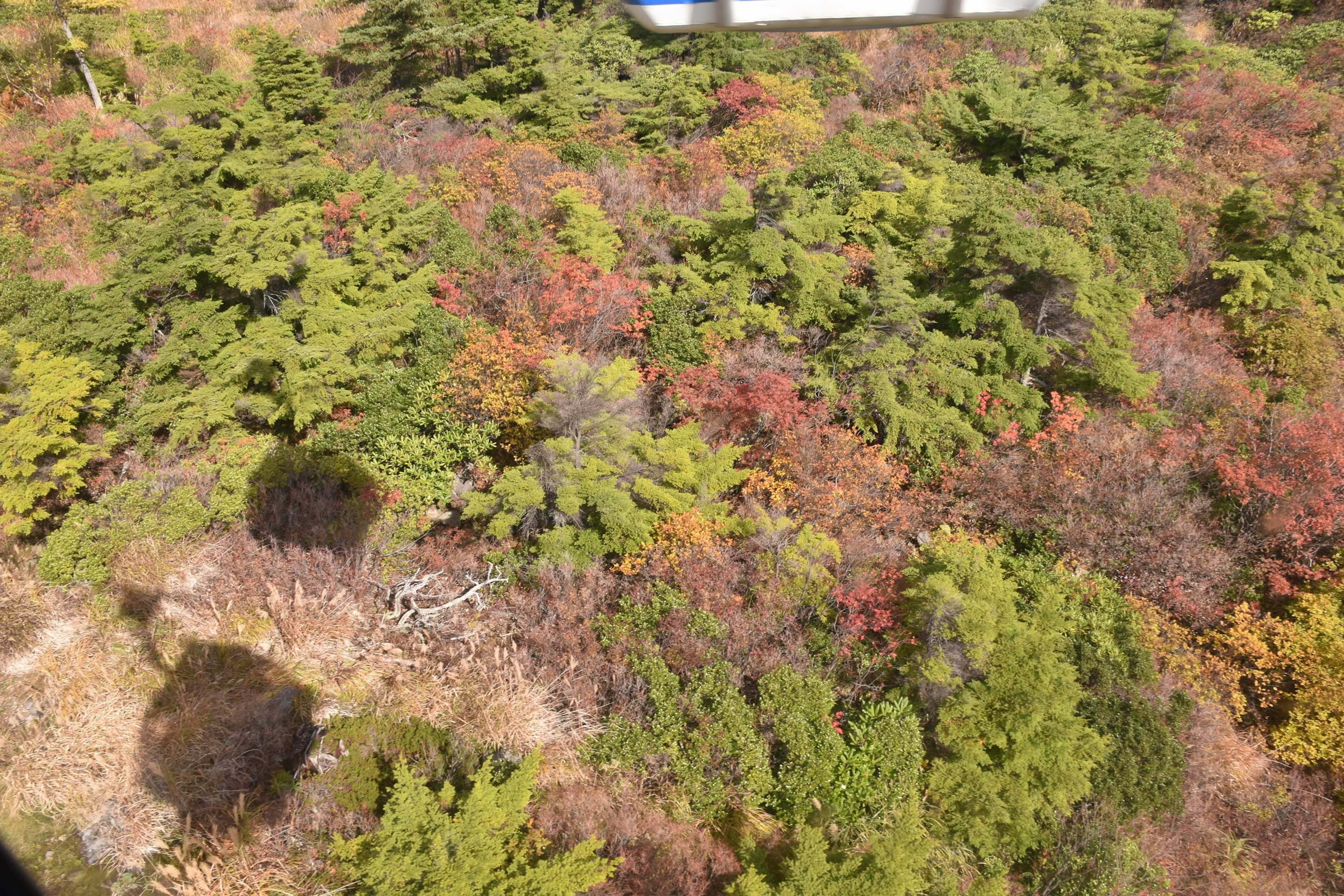 Aerial view of a forest displaying autumn colors