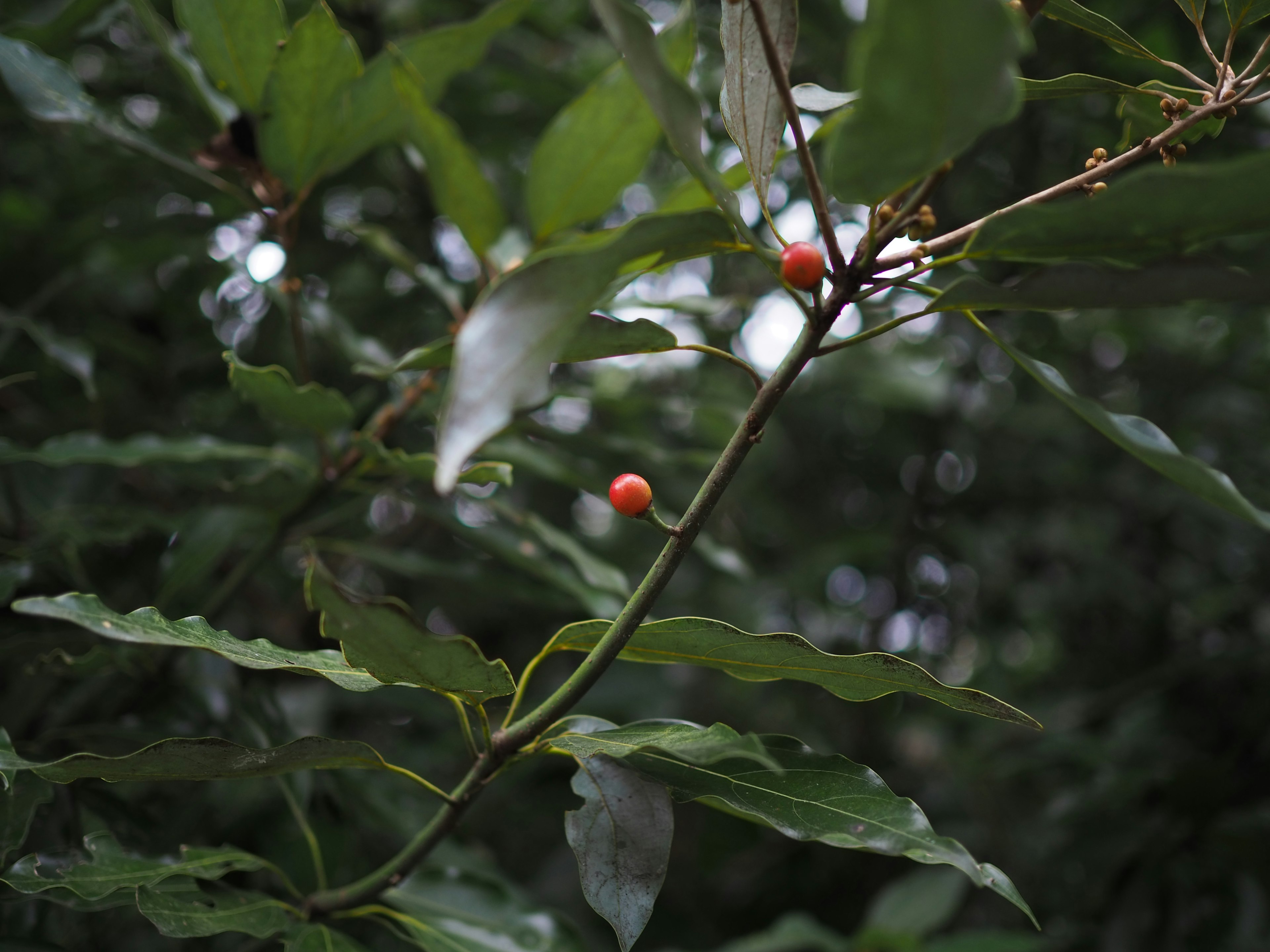 Zweig mit roten Beeren zwischen grünen Blättern