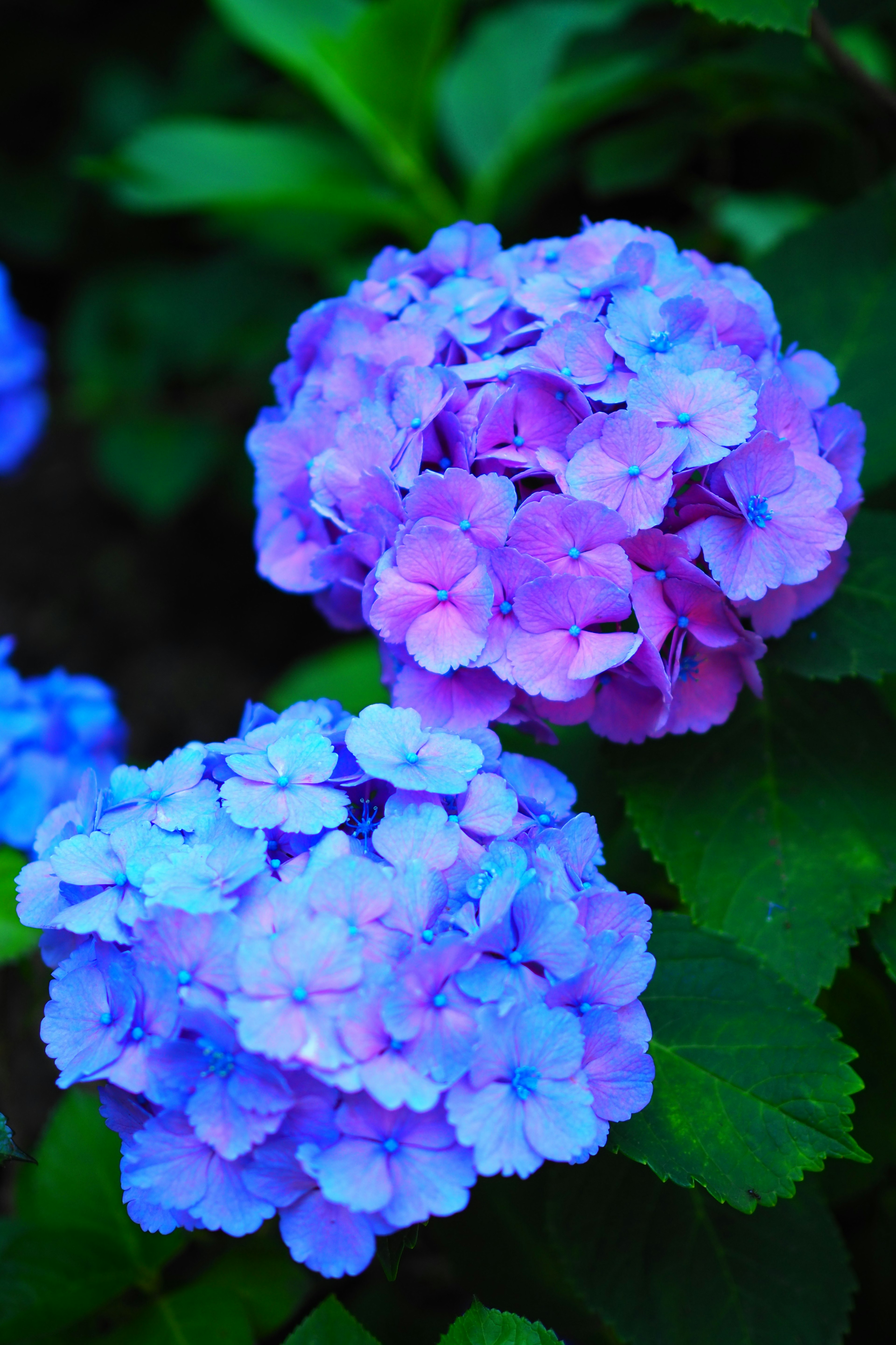 Blue and purple hydrangea flowers blooming among green leaves