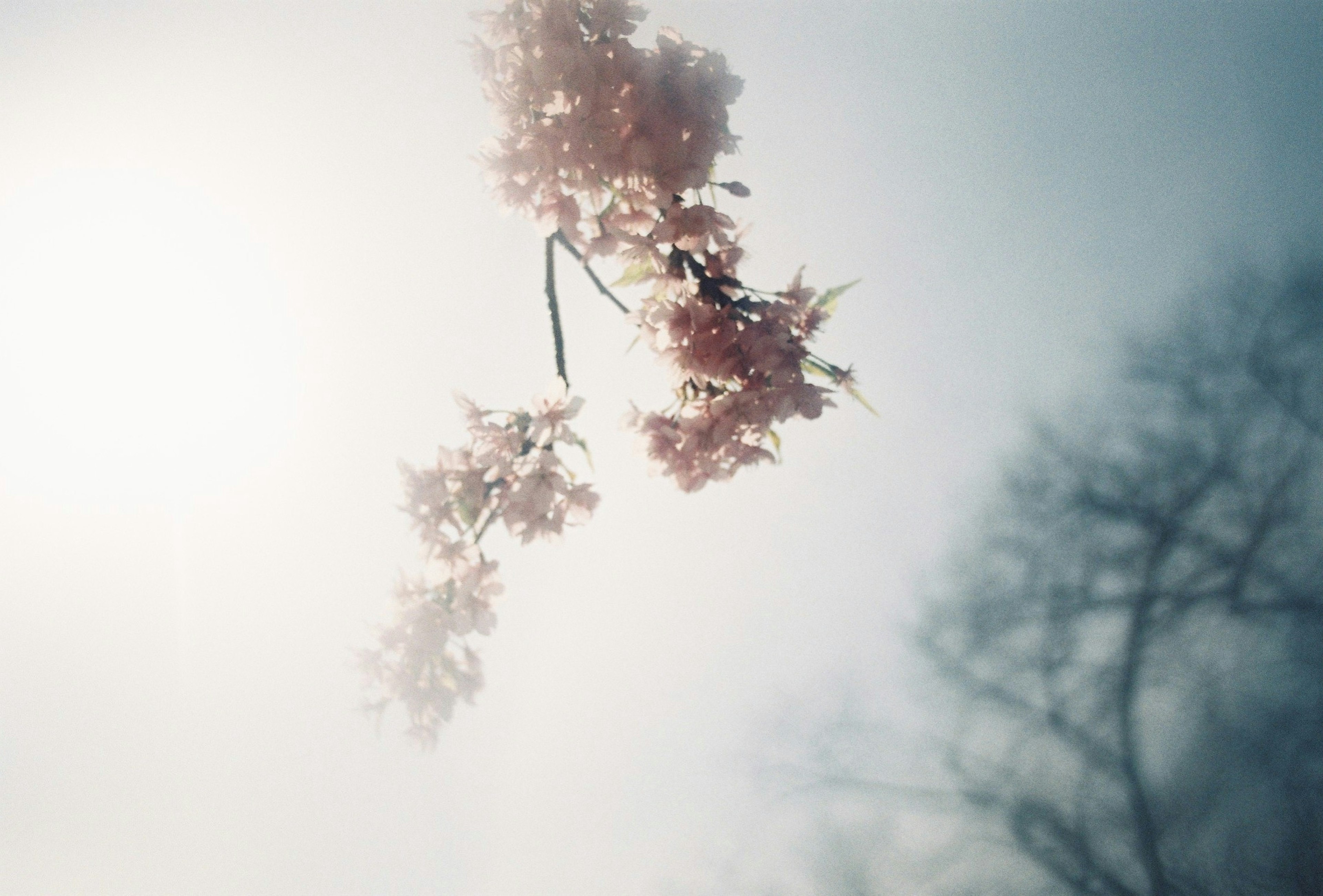 Branche de cerisier en fleurs dans une douce brume