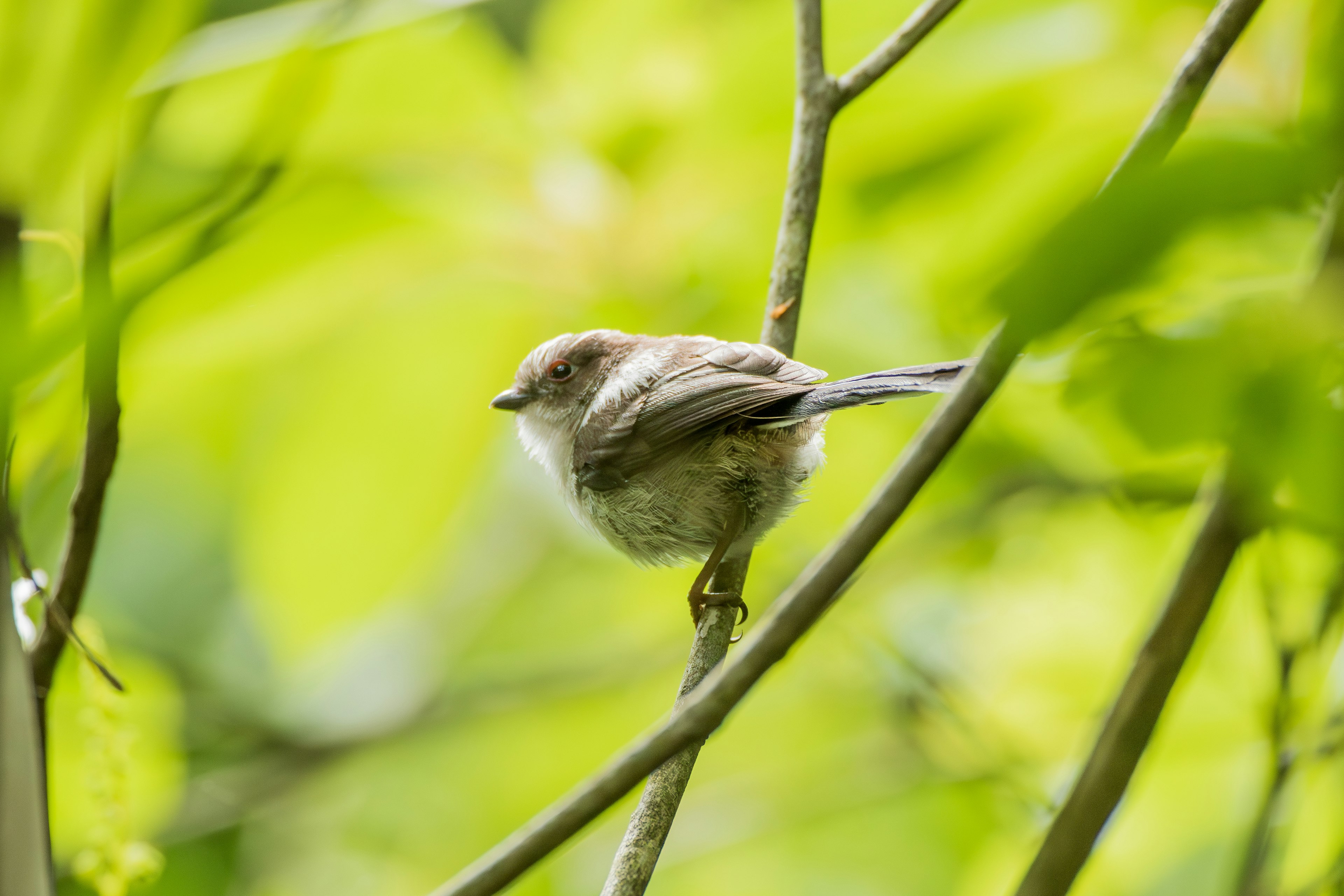 Pequeño pájaro posado entre hojas verdes