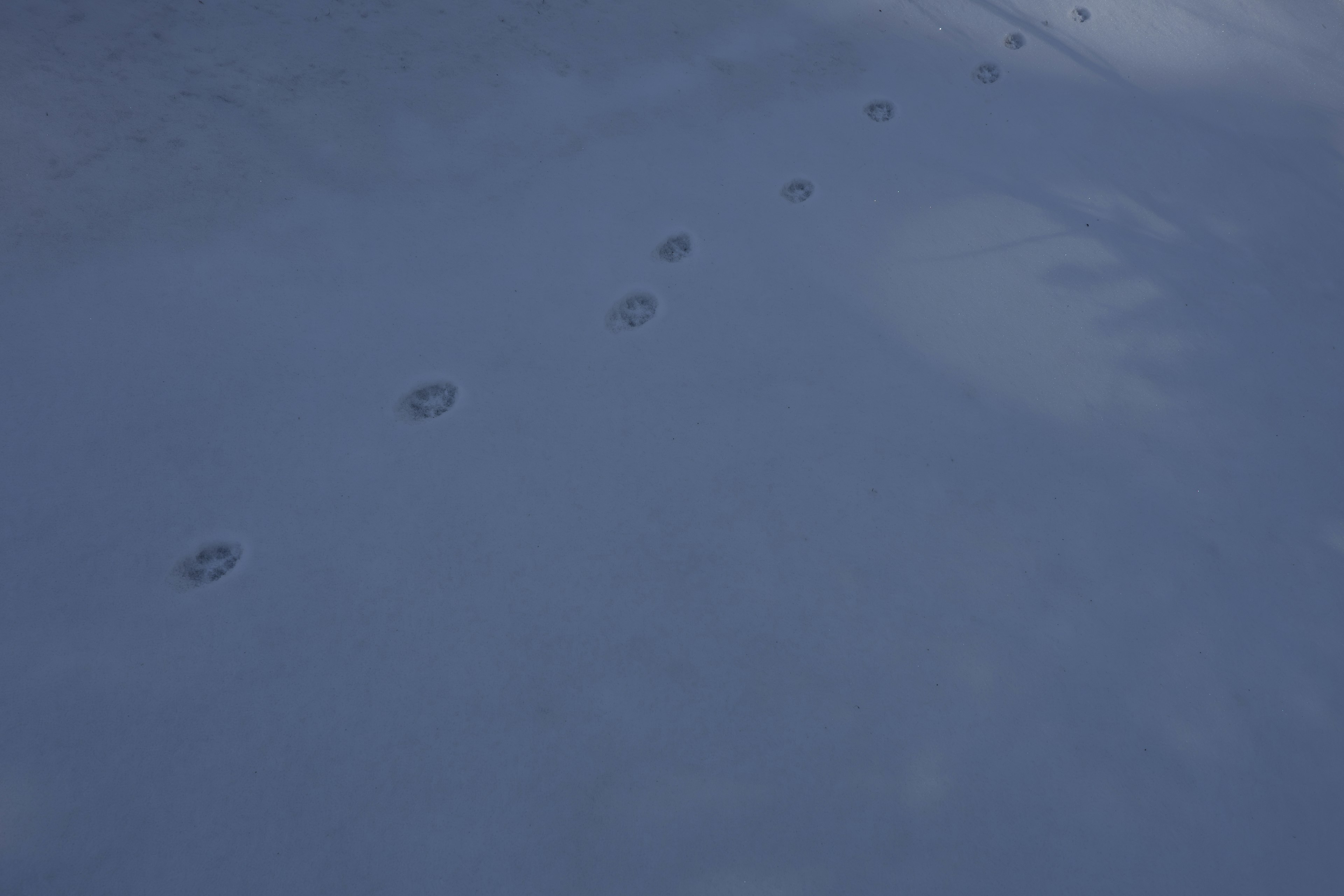 Footprints leading across a snowy surface