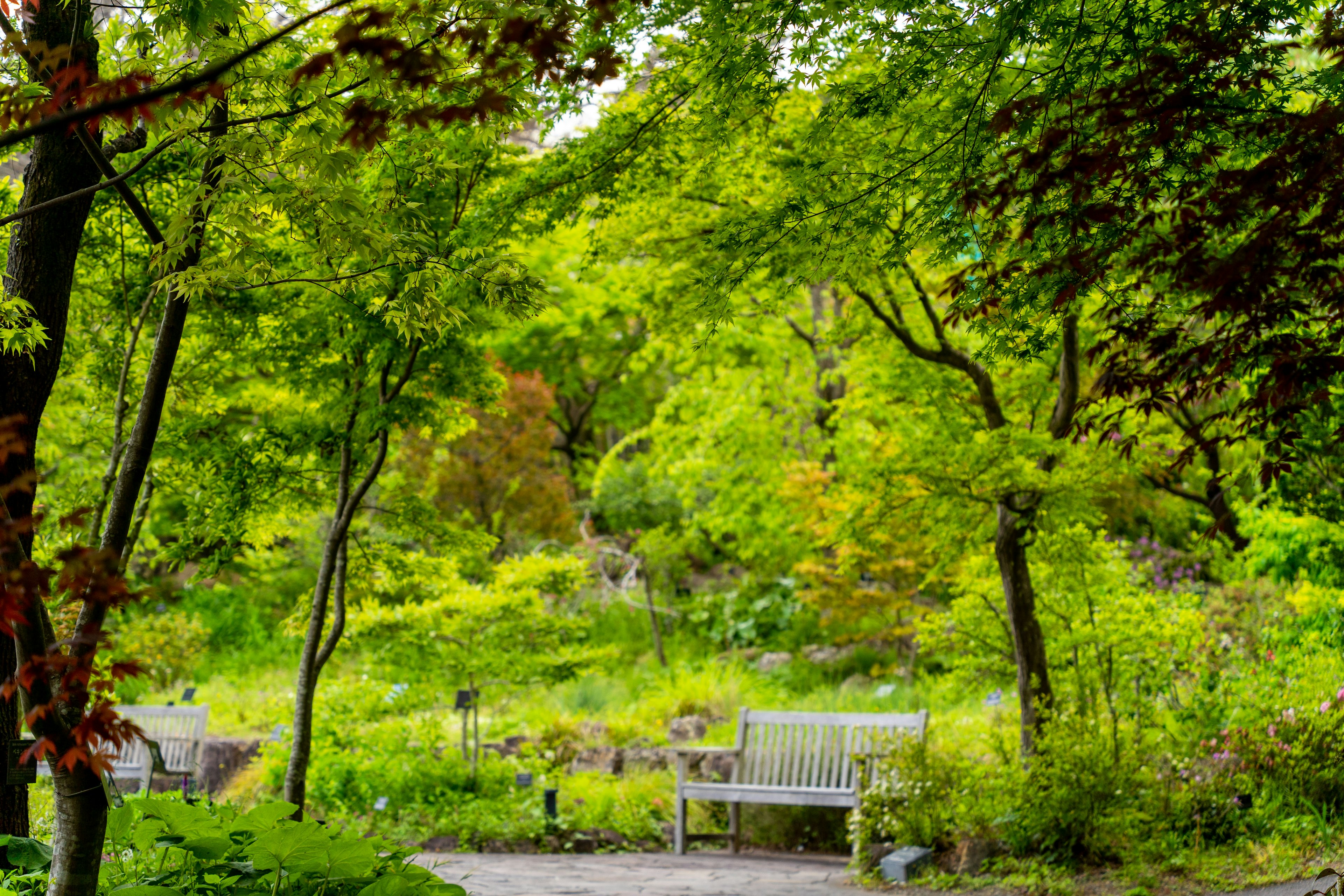 緑に囲まれたベンチのある静かな公園の風景