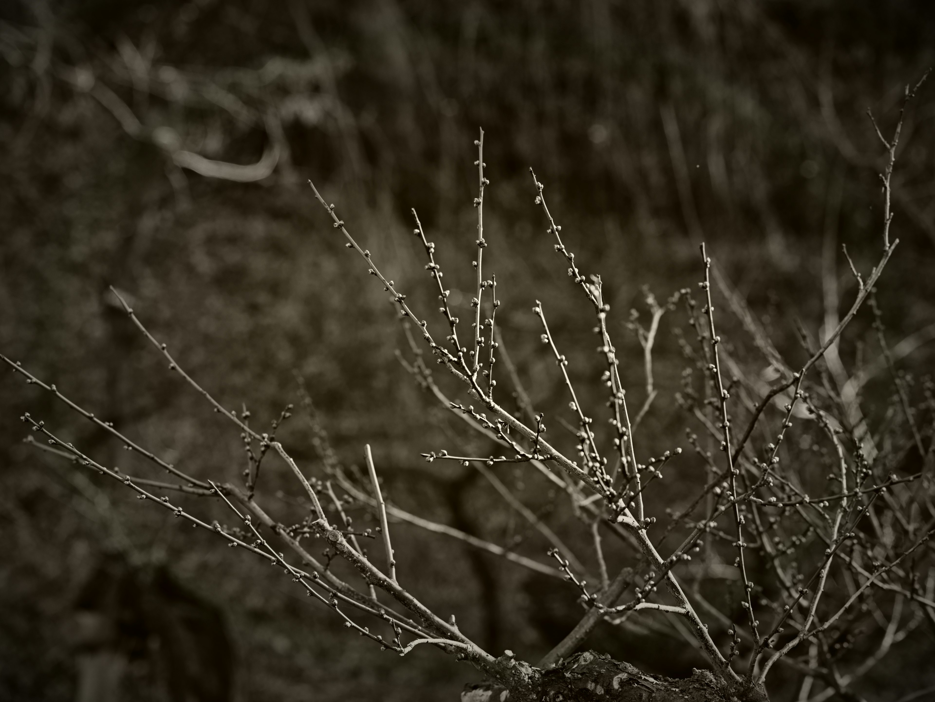 Monochrome photo featuring slender branches